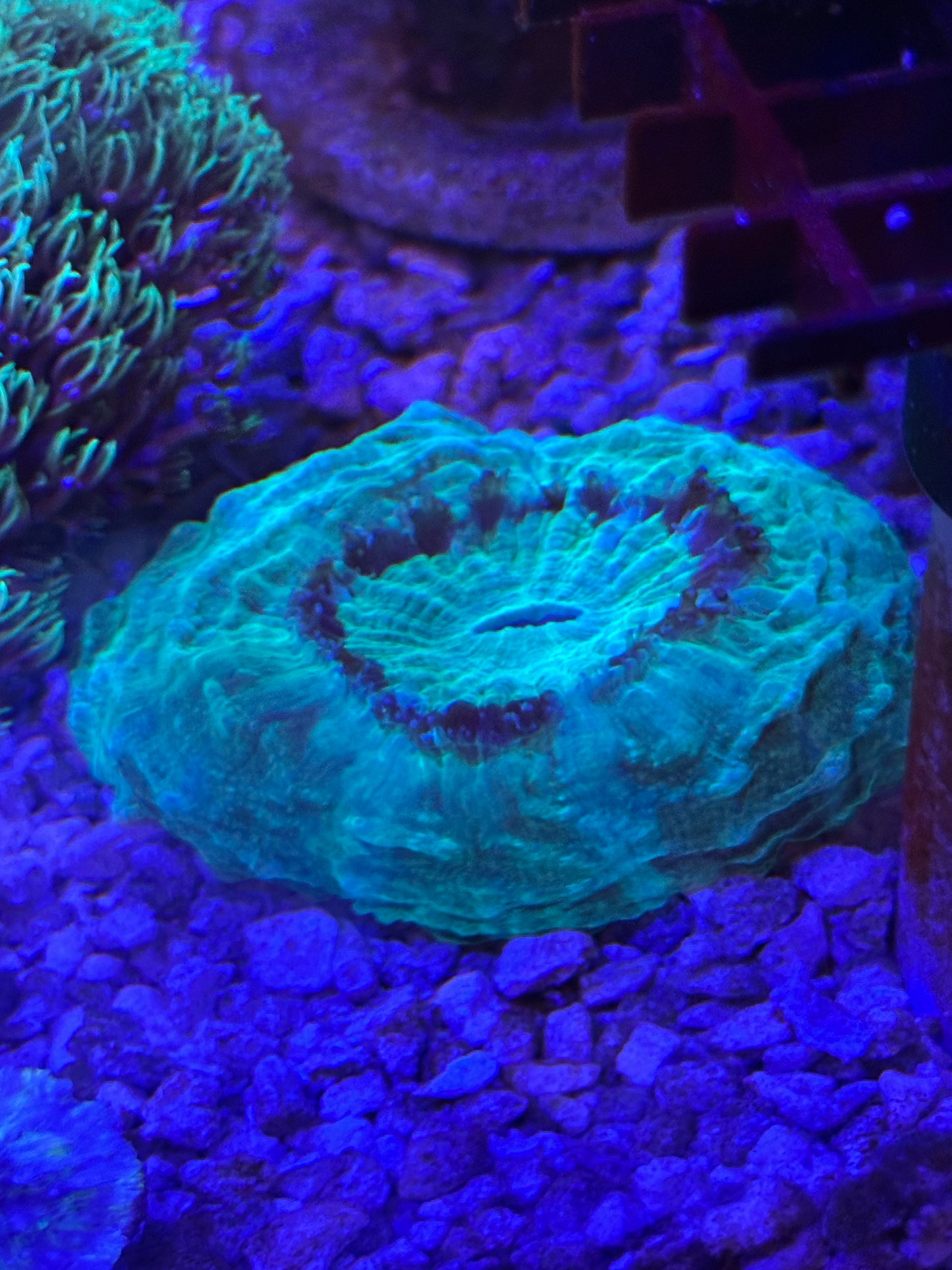 Huge 5" acanthophyllia - WYSIWYG