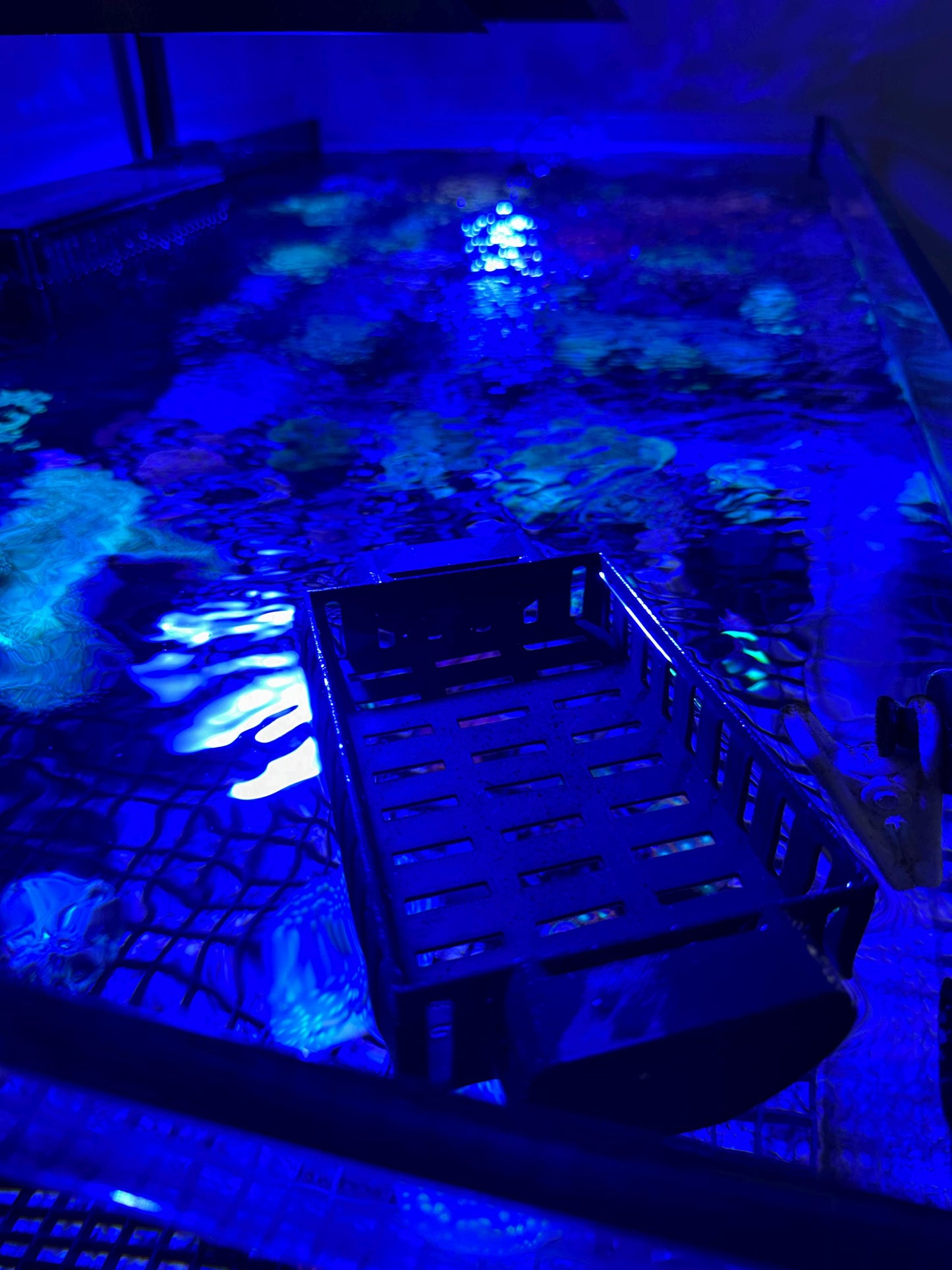 Floating Anemone / Frag Basket