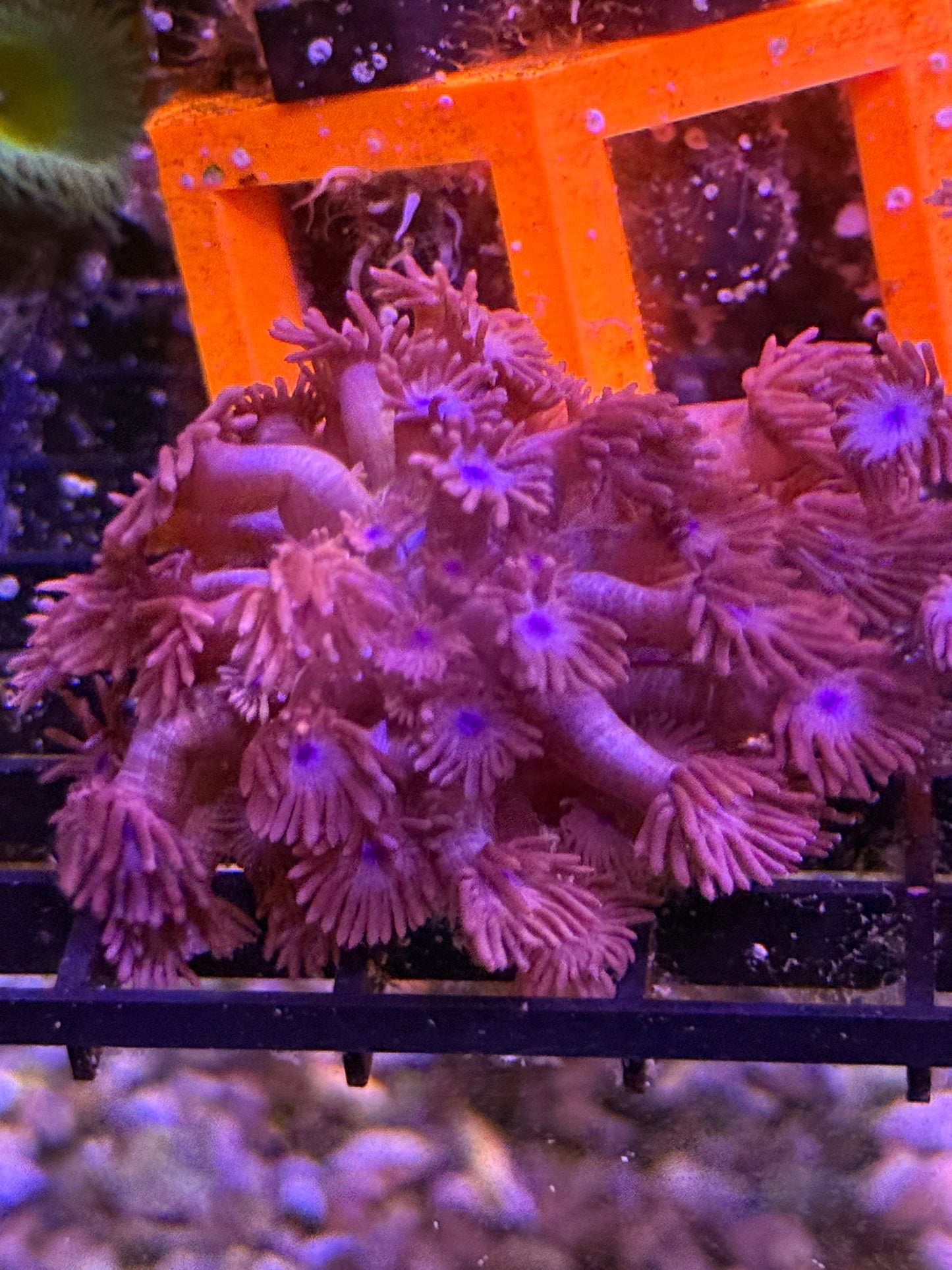 Purple with Blue Centers BRANCHING Goniopora Coral - WYSIWYG Large