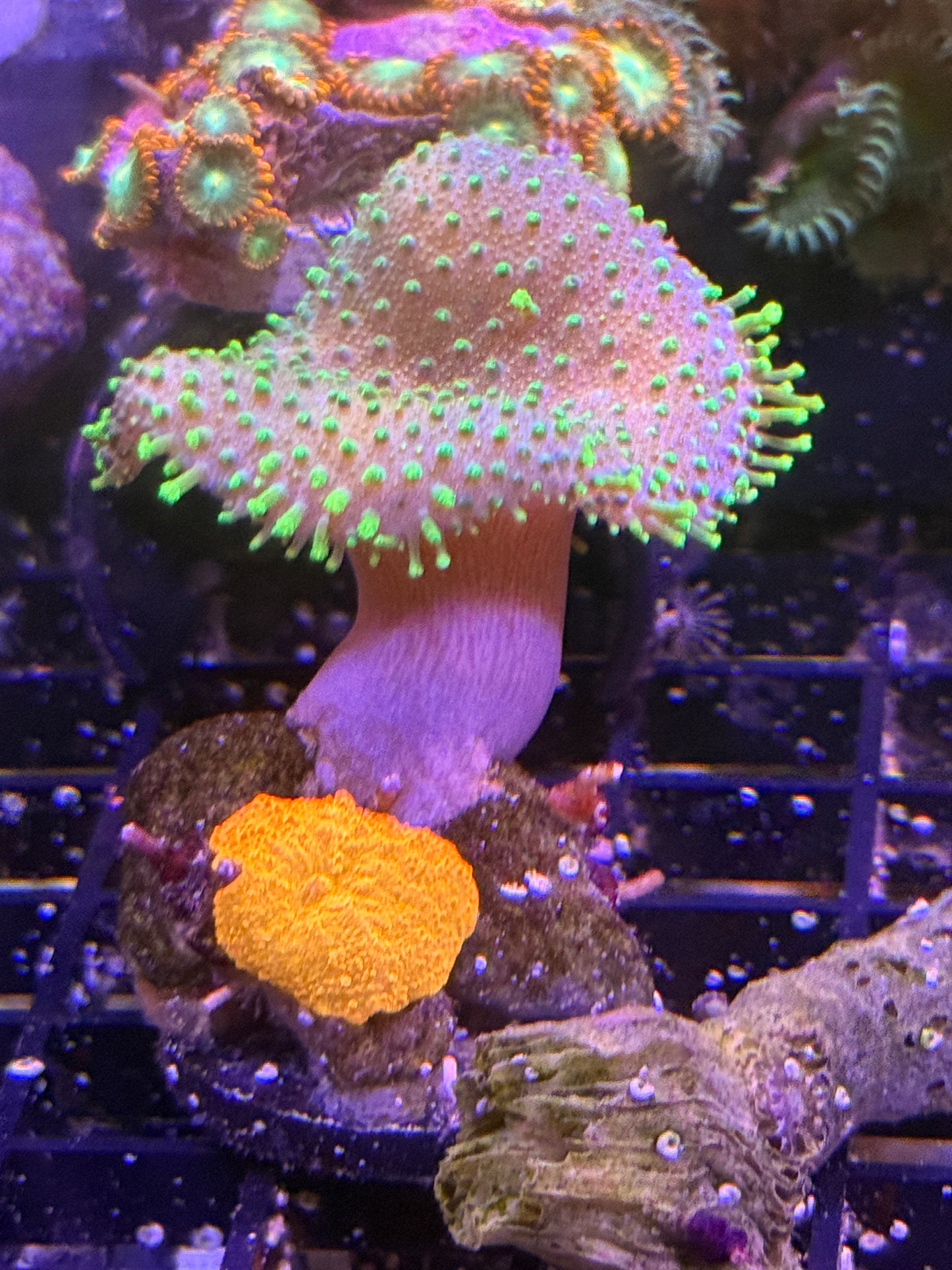 WYSIWYG 2" Crown Colony Neon Toadstool with 3 Jawbreaker mushrooms attached