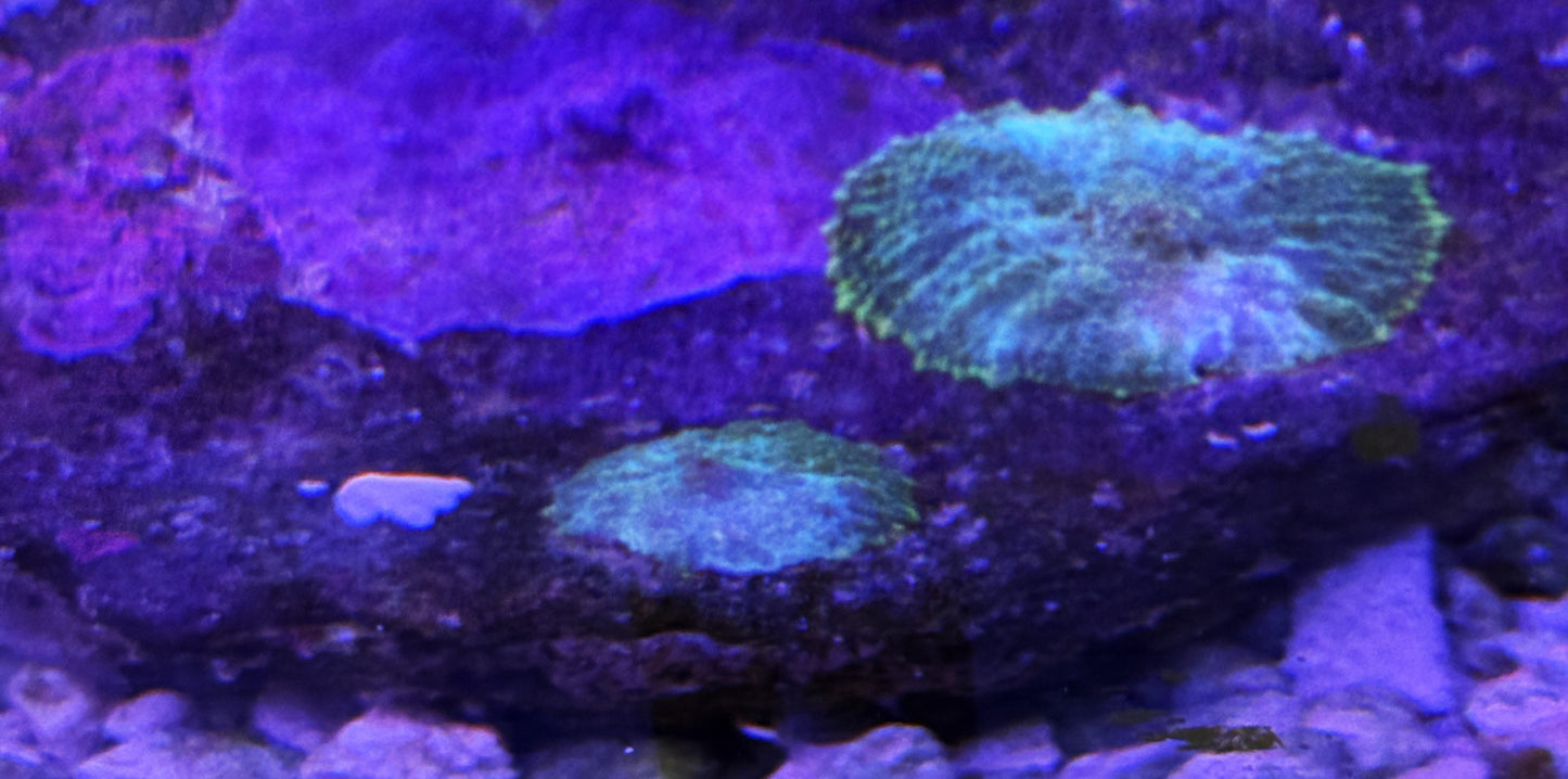 WYSIWYG Green Rhodactis Mushroom 2 on a rock