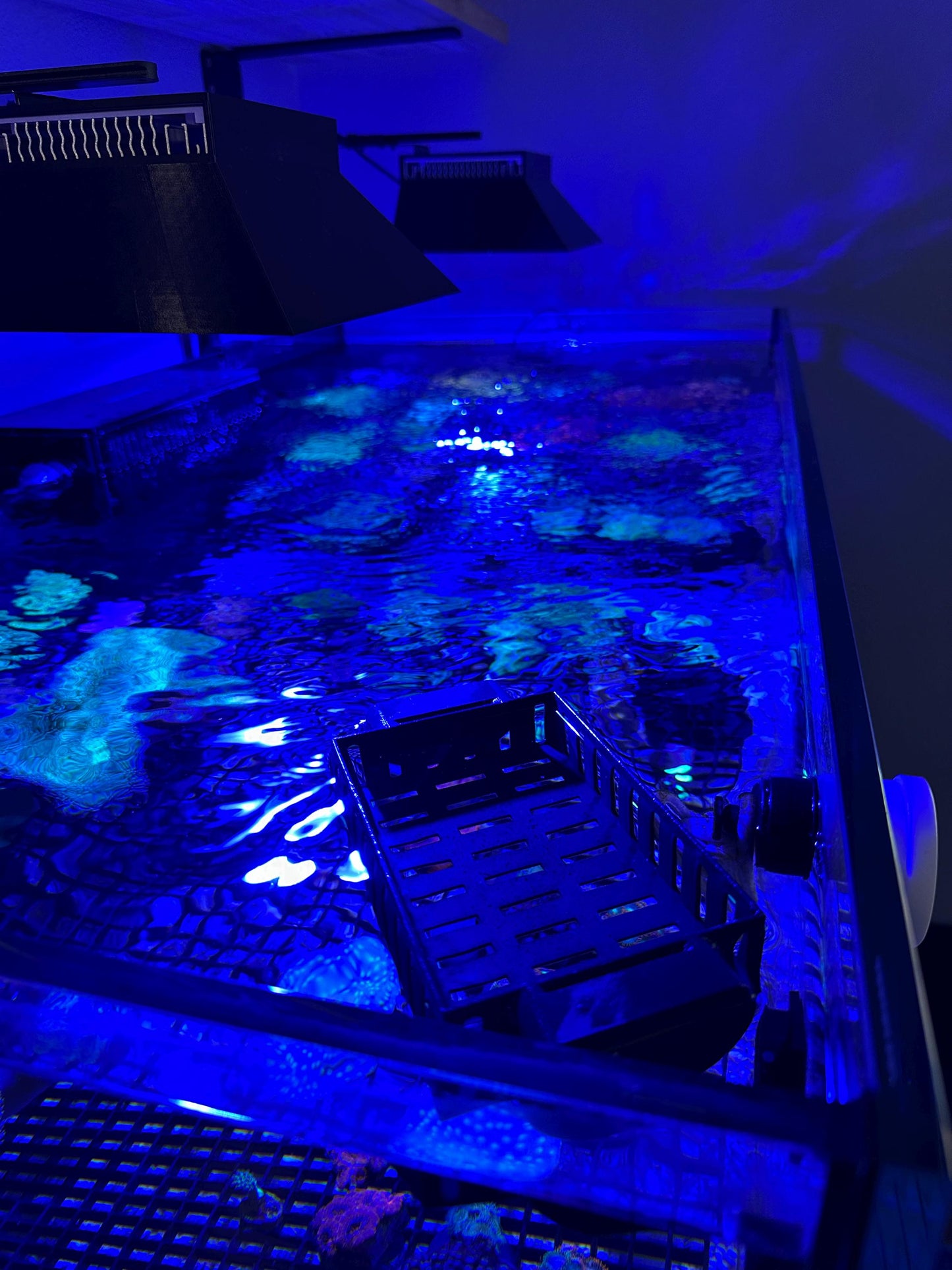 Floating Anemone / Frag Basket