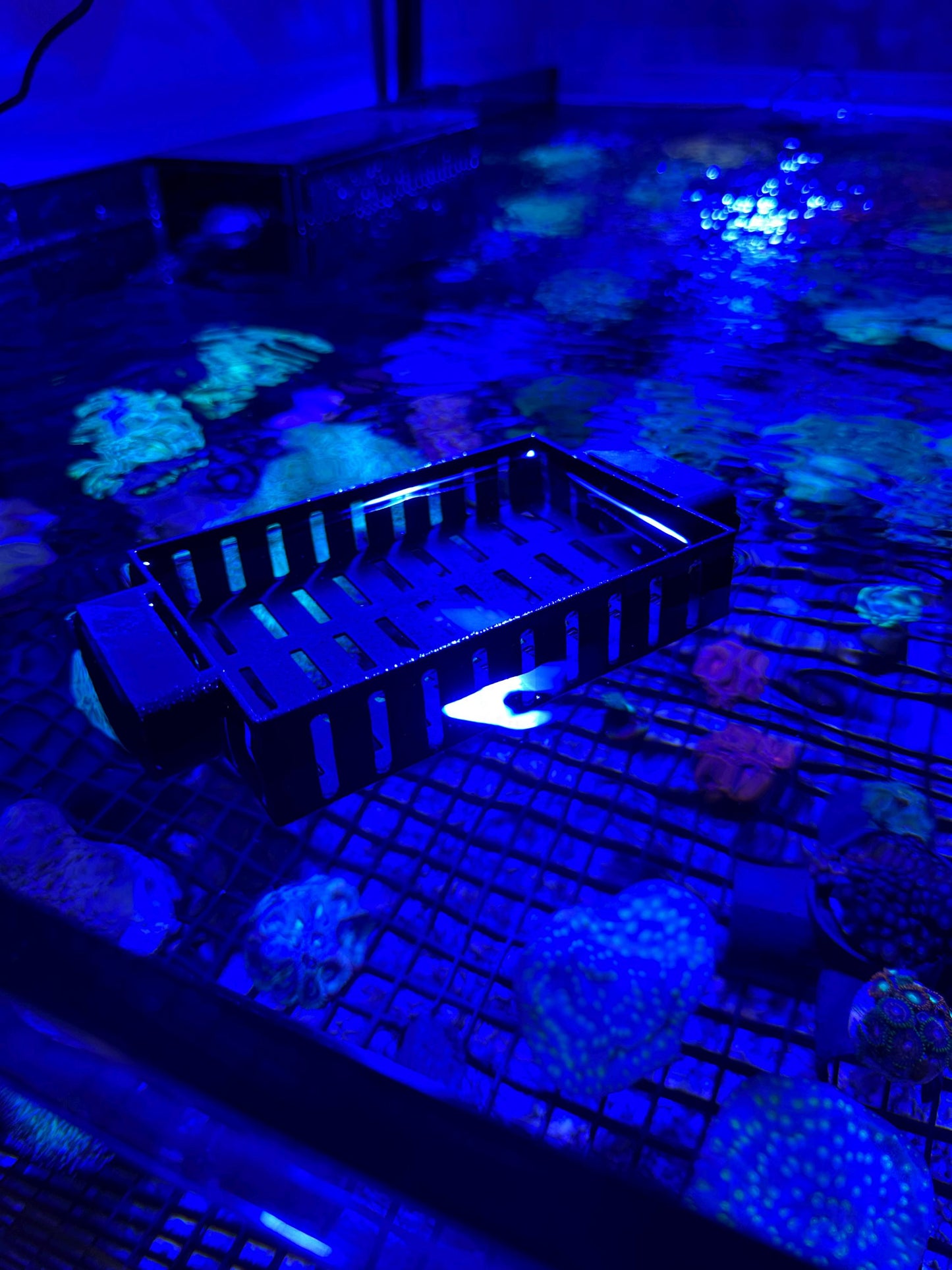 Floating Anemone / Frag Basket