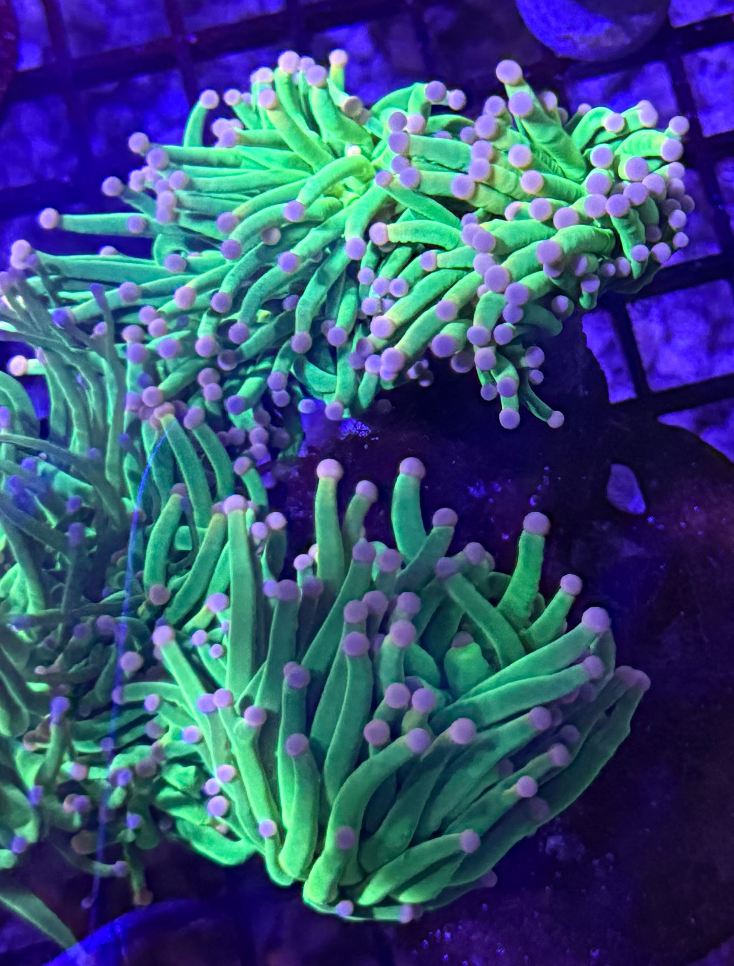 Cotton Candy Torch Colony 4 heads