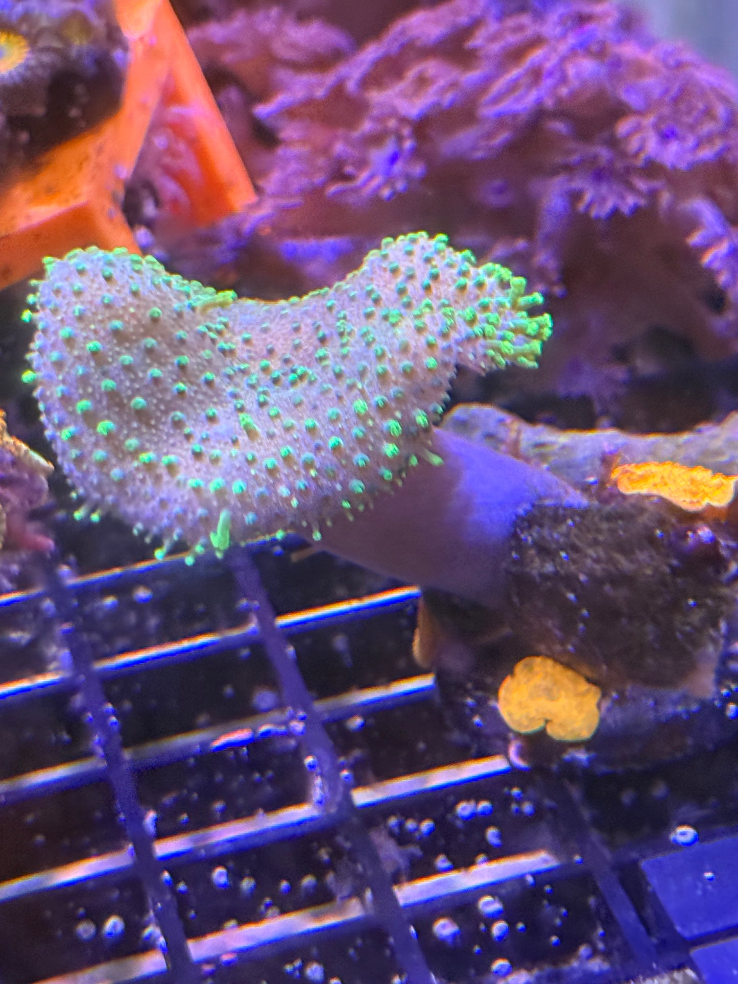 WYSIWYG 2" Crown Colony Neon Toadstool with 3 Jawbreaker mushrooms attached