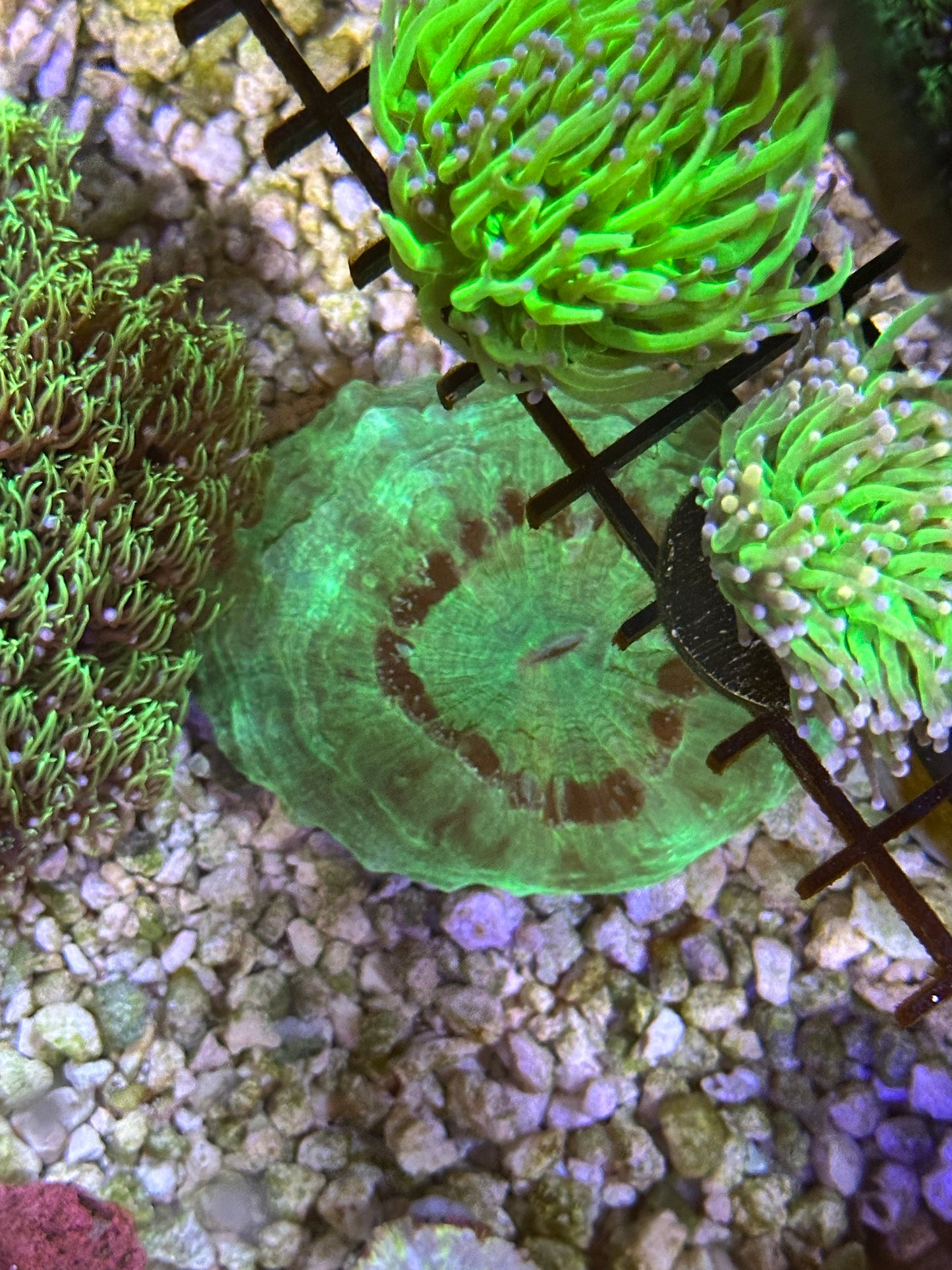 Huge 5" acanthophyllia - WYSIWYG