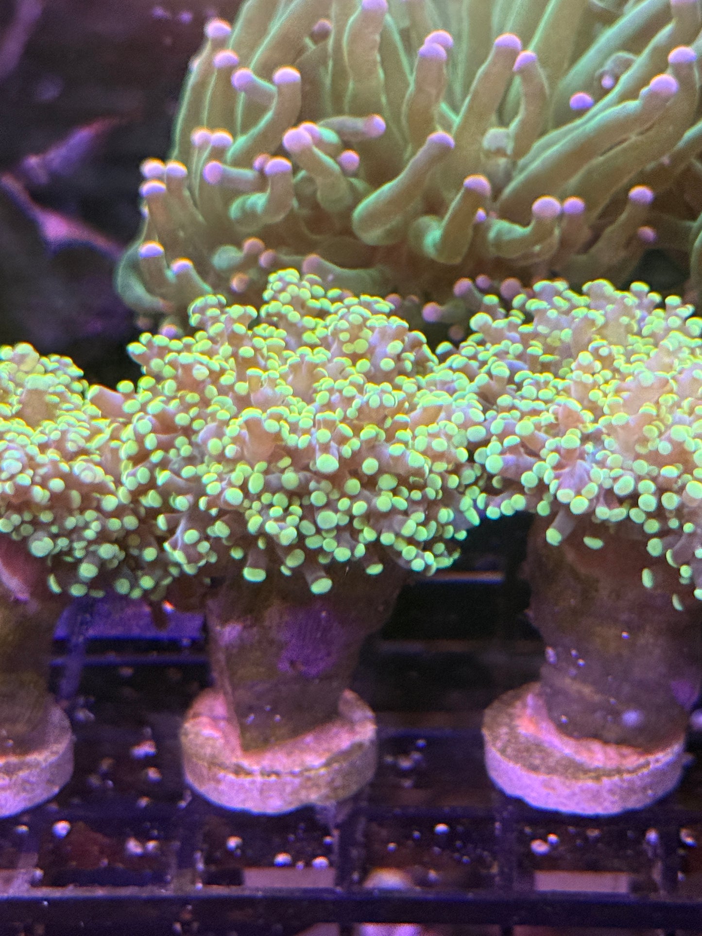Yellow Octospawn - per head