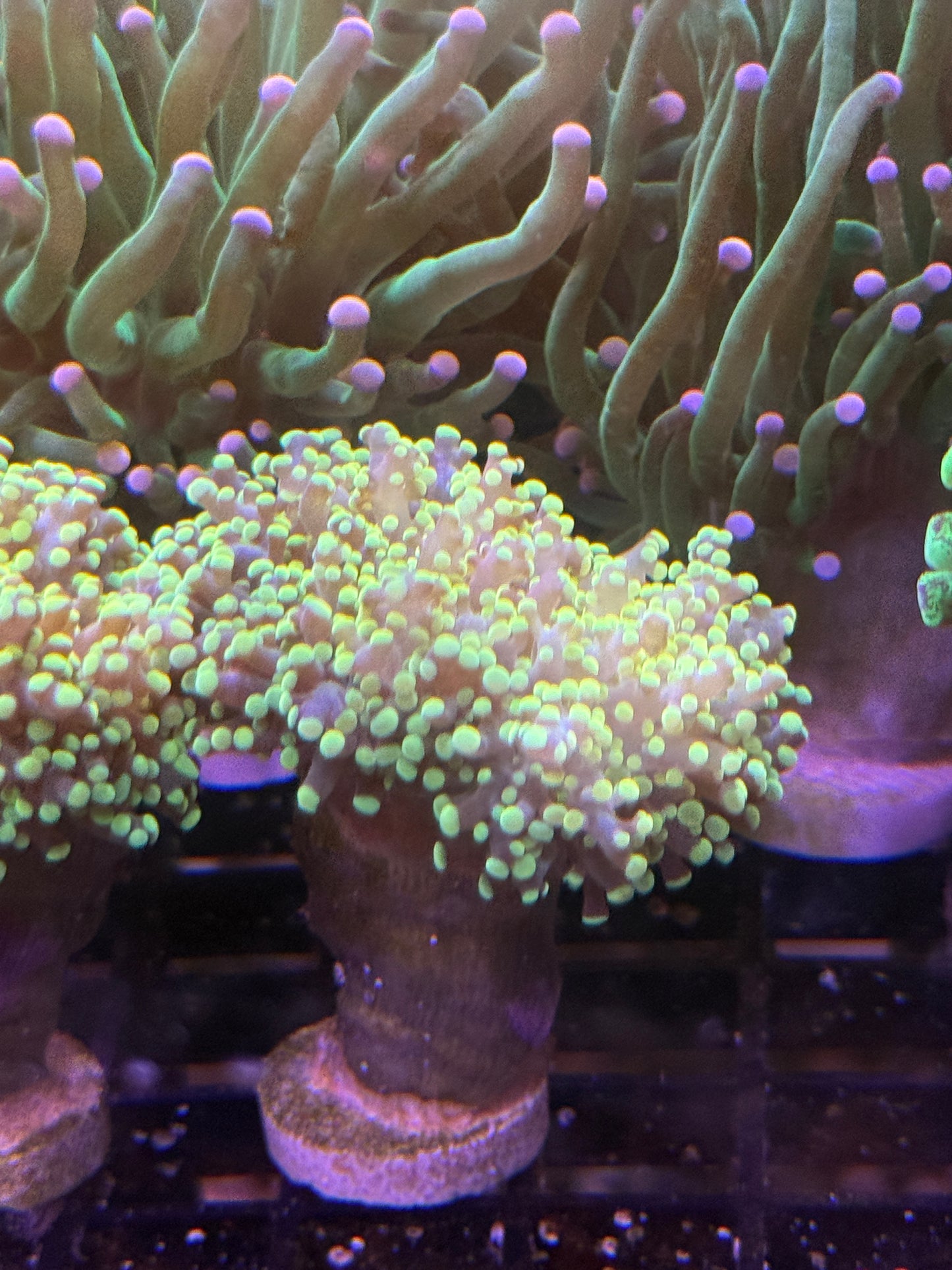 Yellow Octospawn - per head
