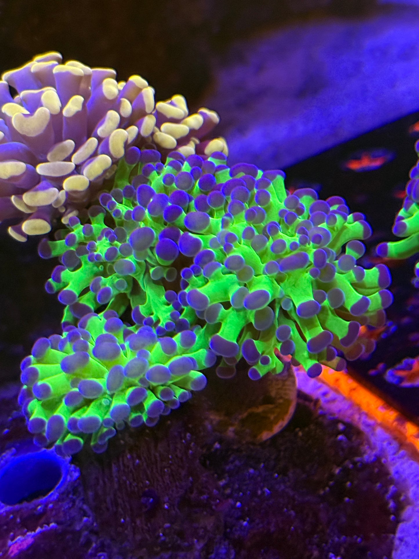Purple Tip Green Frogspawn - per head