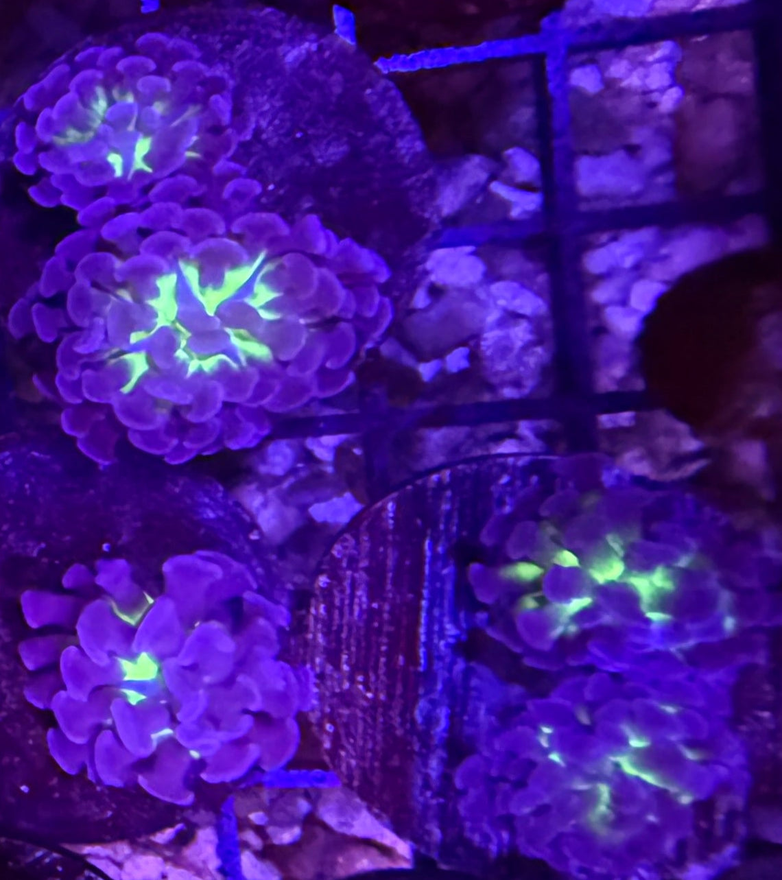 Indo Green Center with Purple Tips Branching Hammer Frag - per head
