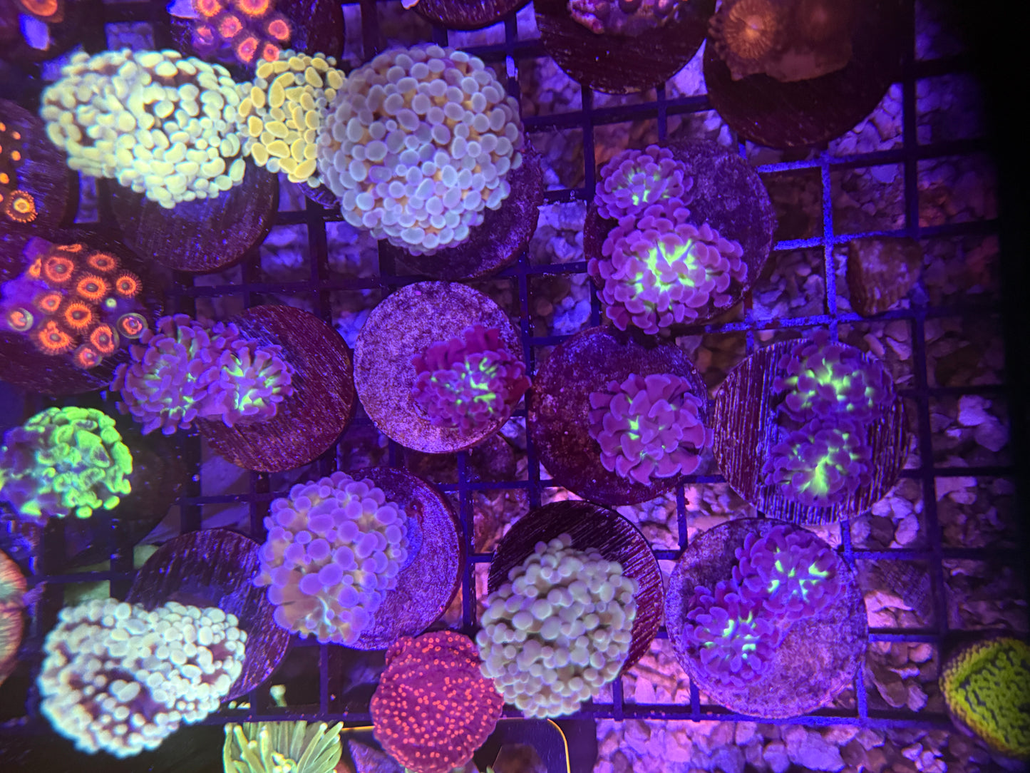 Indo Green Center with Purple Tips Branching Hammer Frag - per head