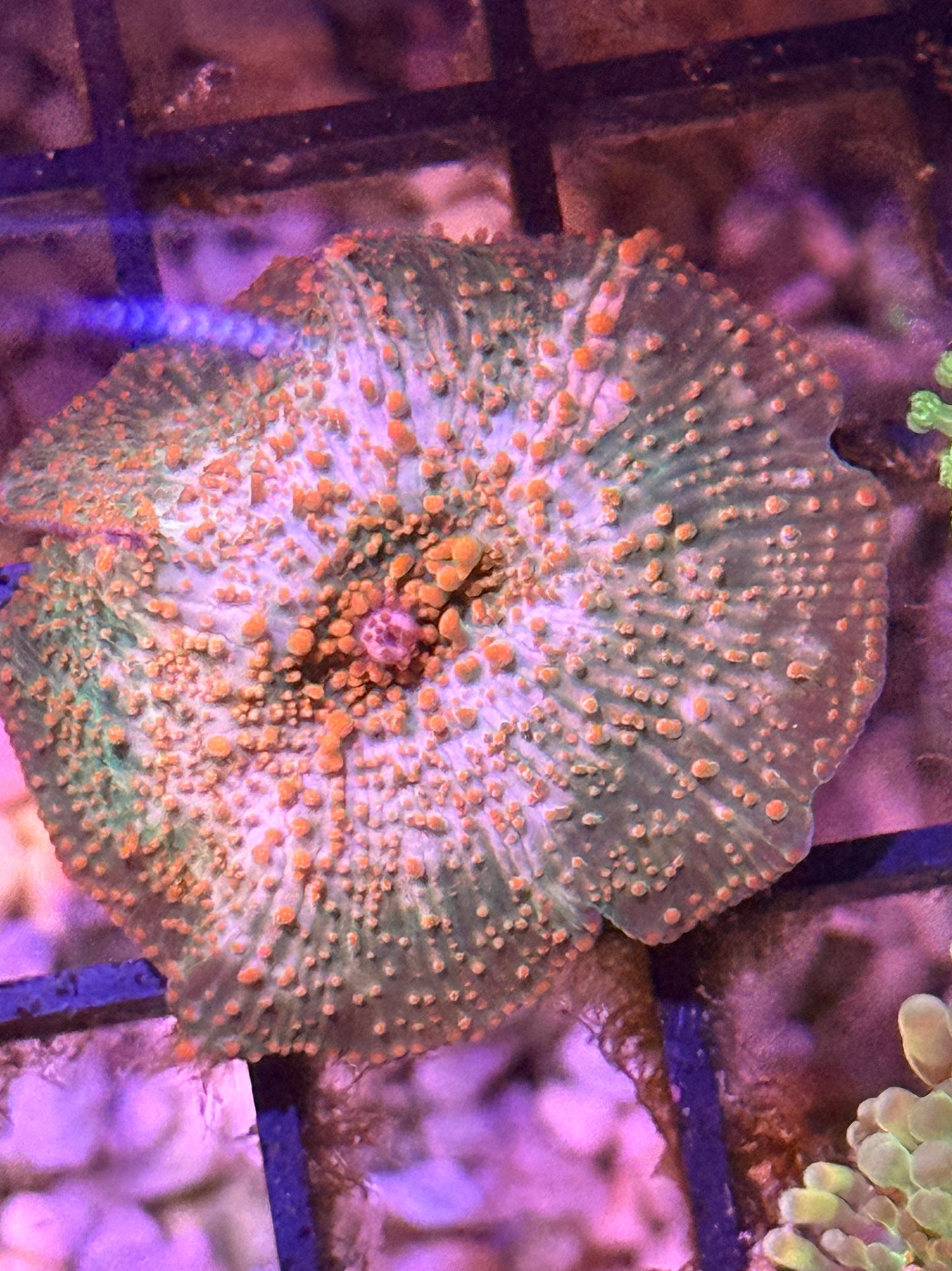 1.5" WYSIWYG Discosoma Mushroom