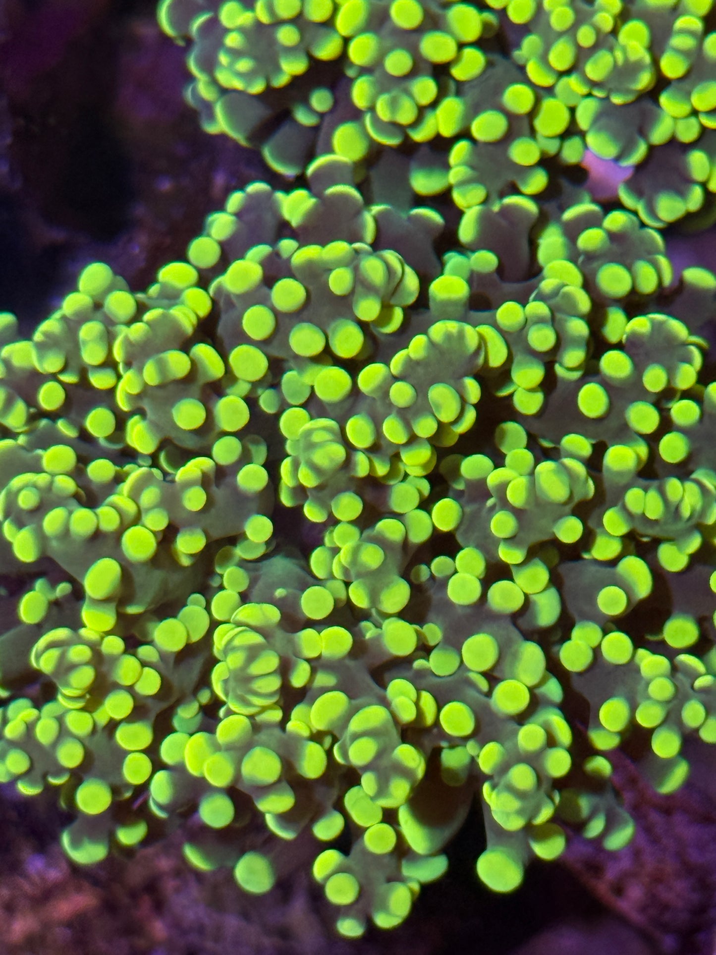 Yellow Octospawn - per head