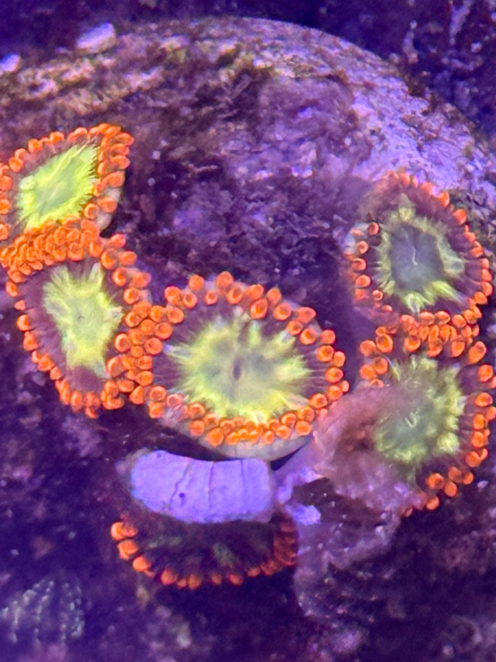 Laffy Taffy Zoa frag - 2-3 polyps
