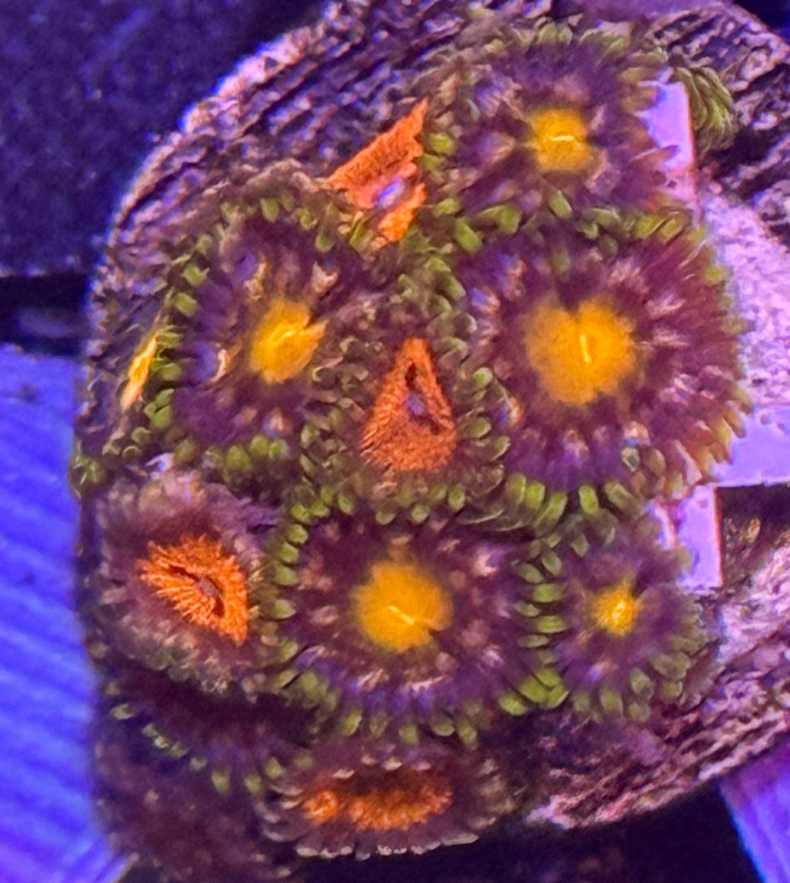 Miami Hurricane Zoa frag - 2-3 polyps