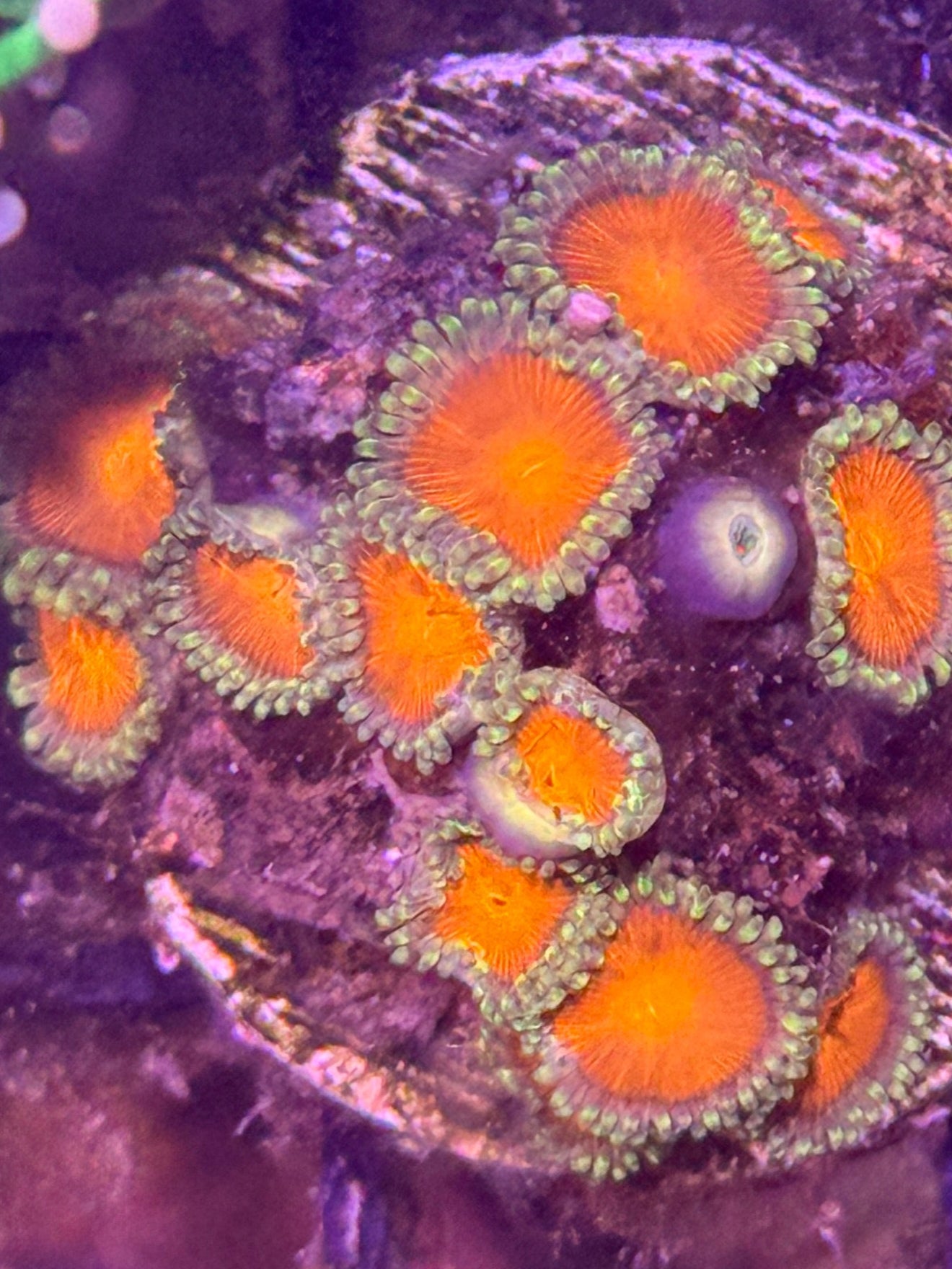 Monsoon Zoa frag - 2-3 polyps