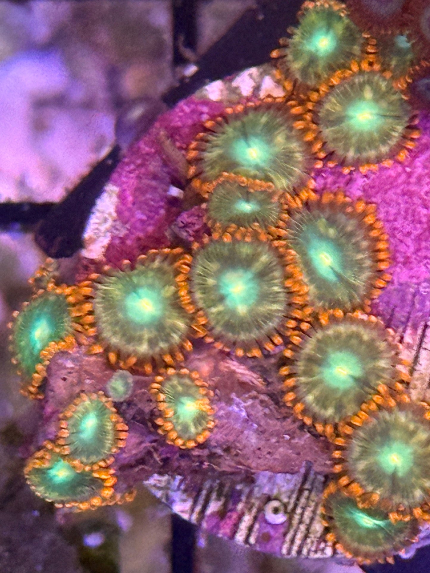 Mystery Zoa frag - 2-3 polyps