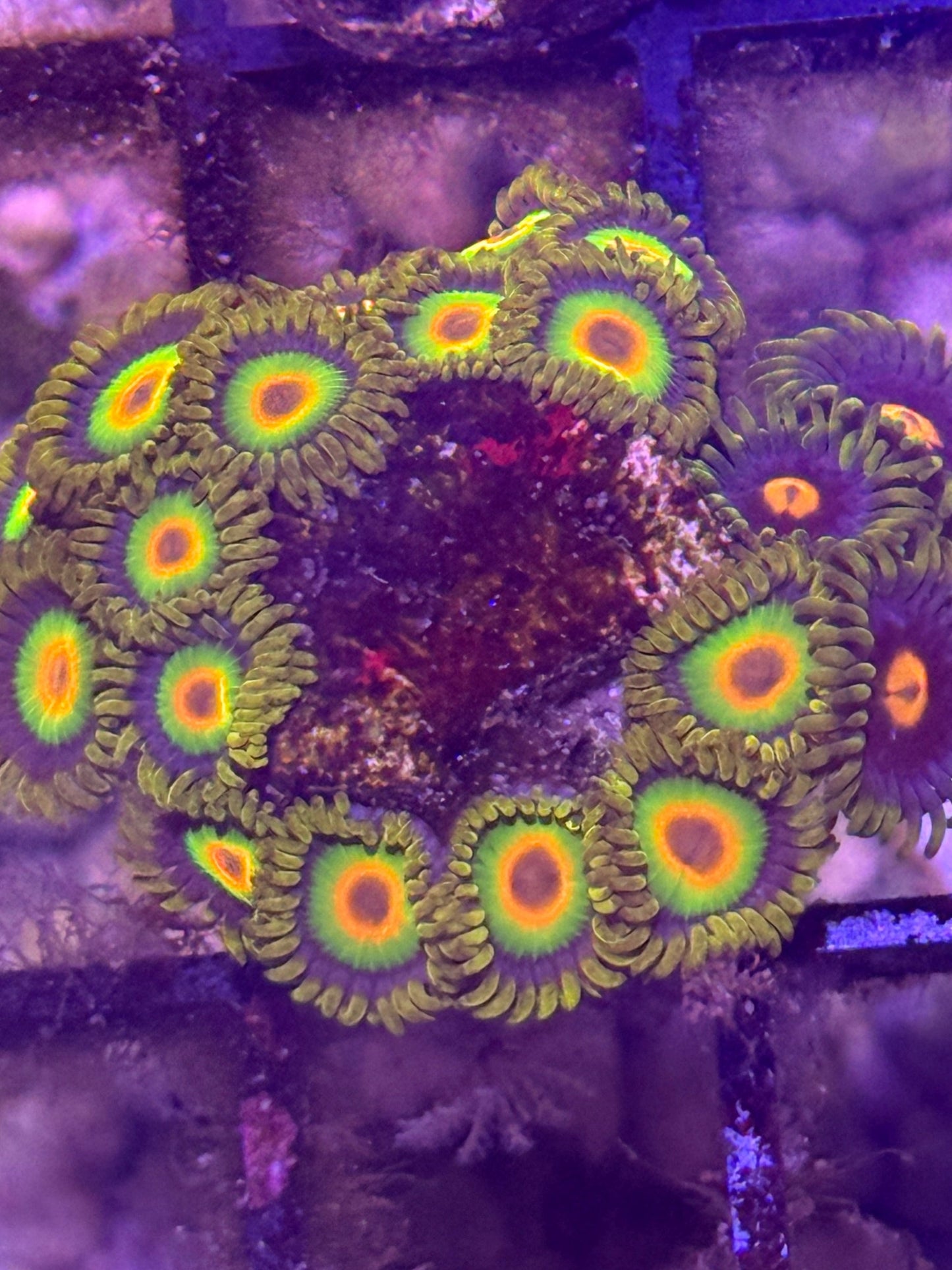 Rasta Zoa frag - 2-3 polyps