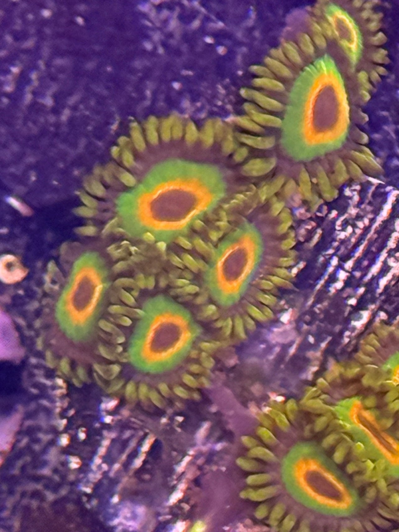 Rasta Zoa frag - 2-3 polyps