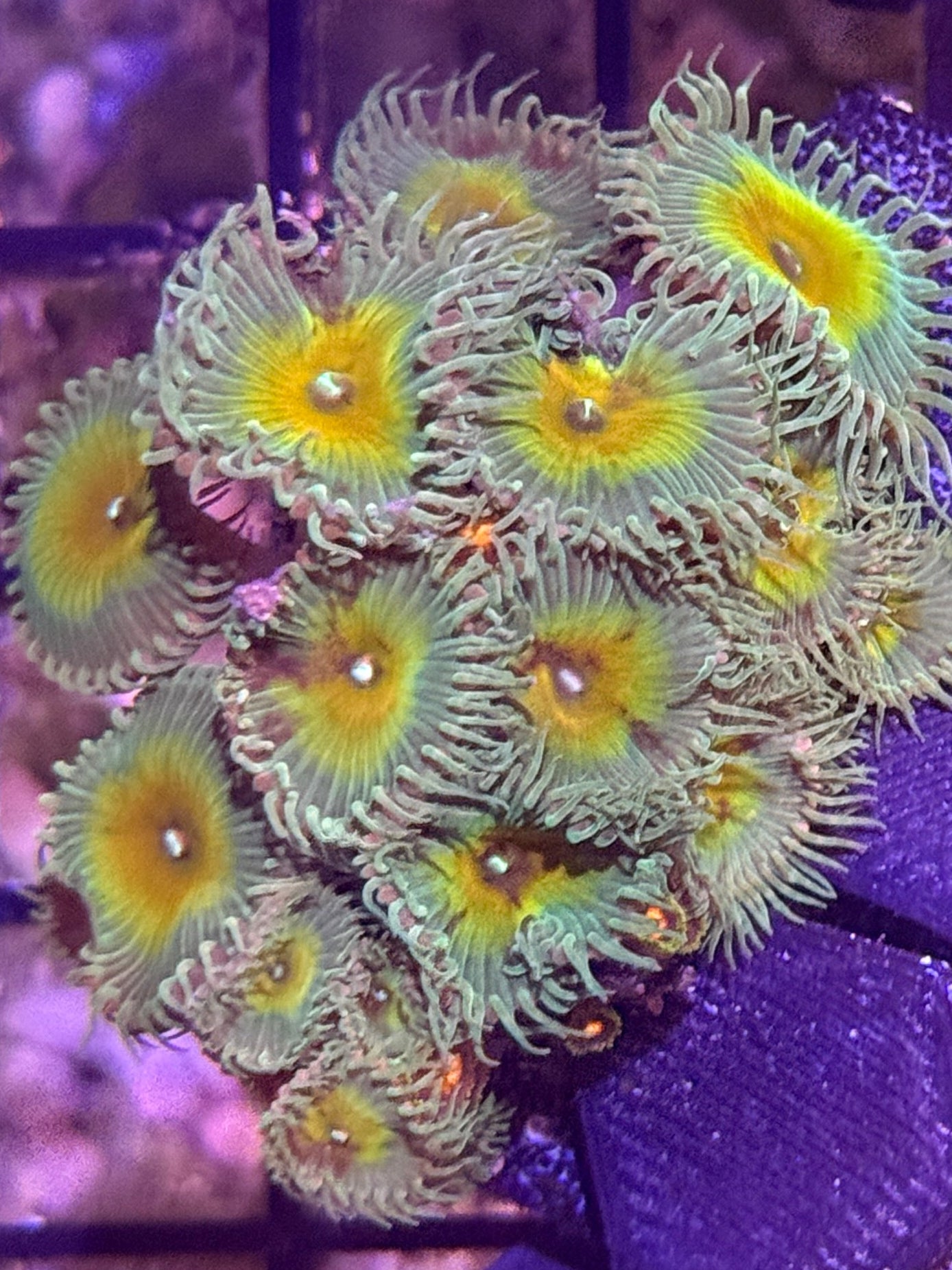 Toxic Paly - 2-3 polyps