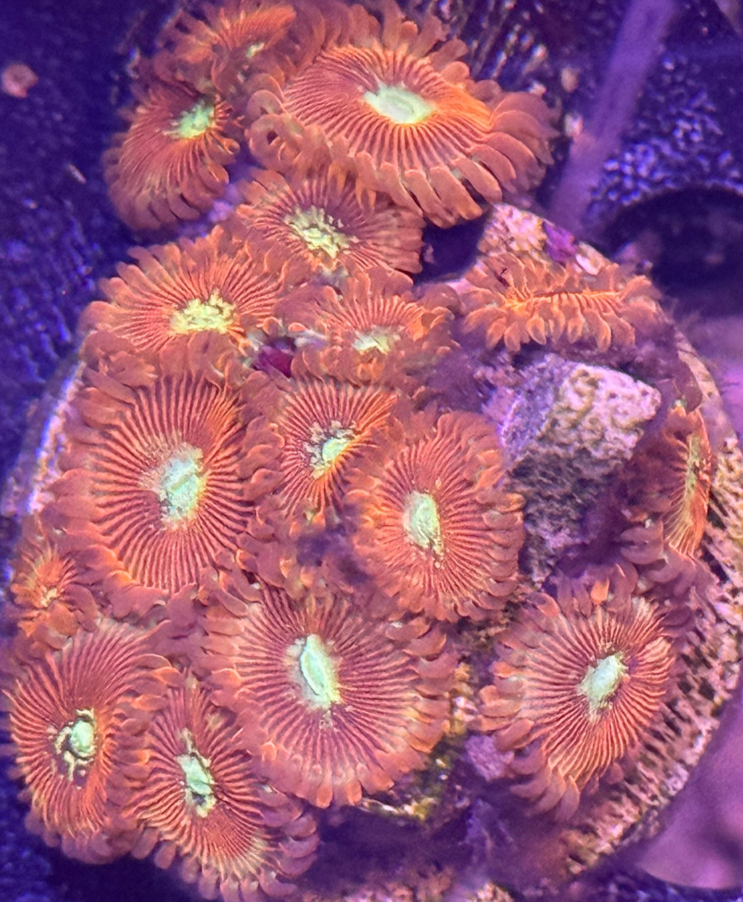 White Zombie Zoa - 2-3 polyps
