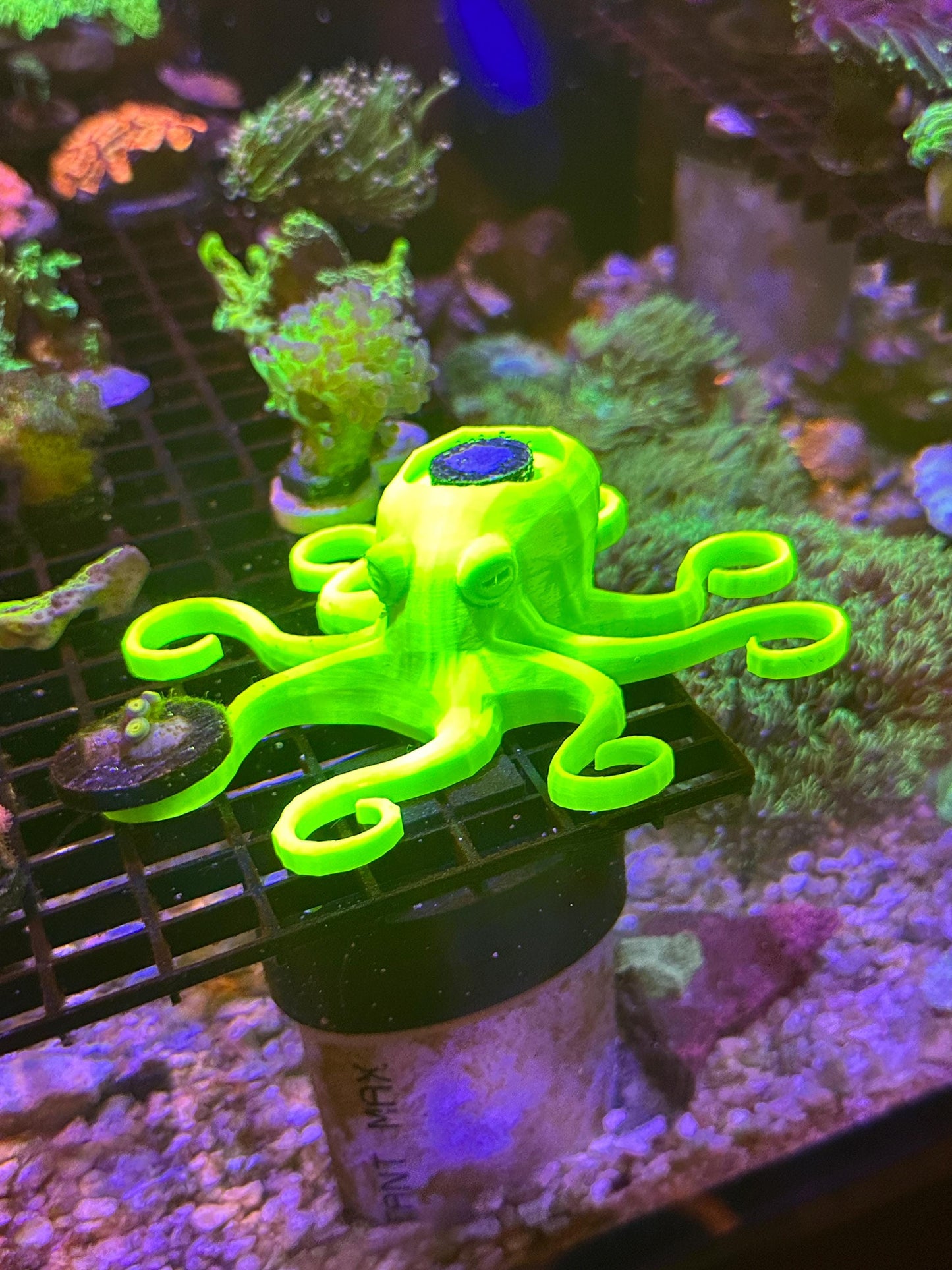 Octopus Frag Rack - encrusting coral holder + 7 frags in tentacles