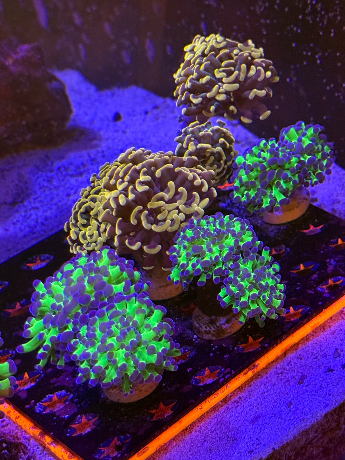 Purple Tip Green Frogspawn - per head