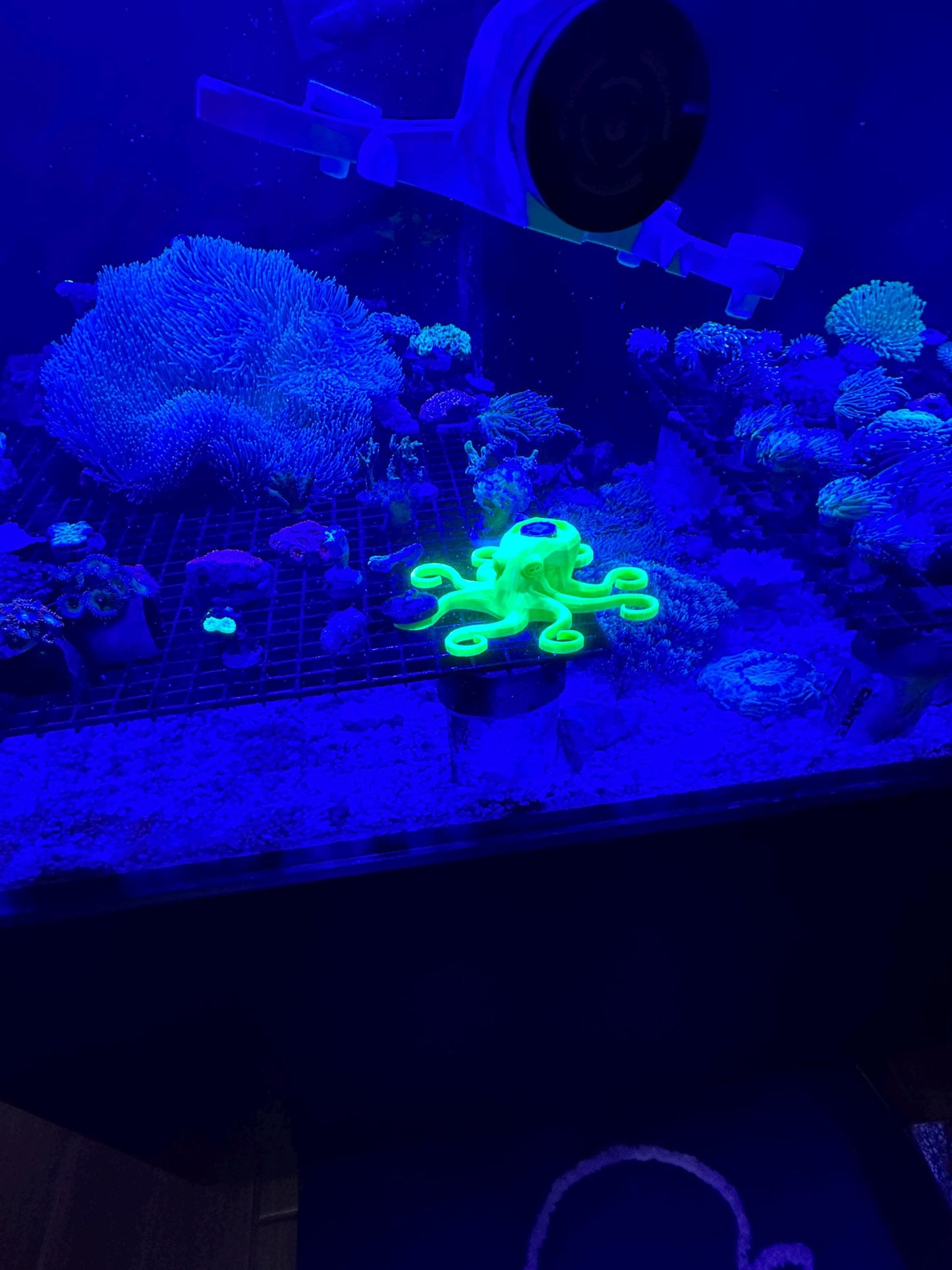 Octopus Frag Rack - encrusting coral holder + 7 frags in tentacles