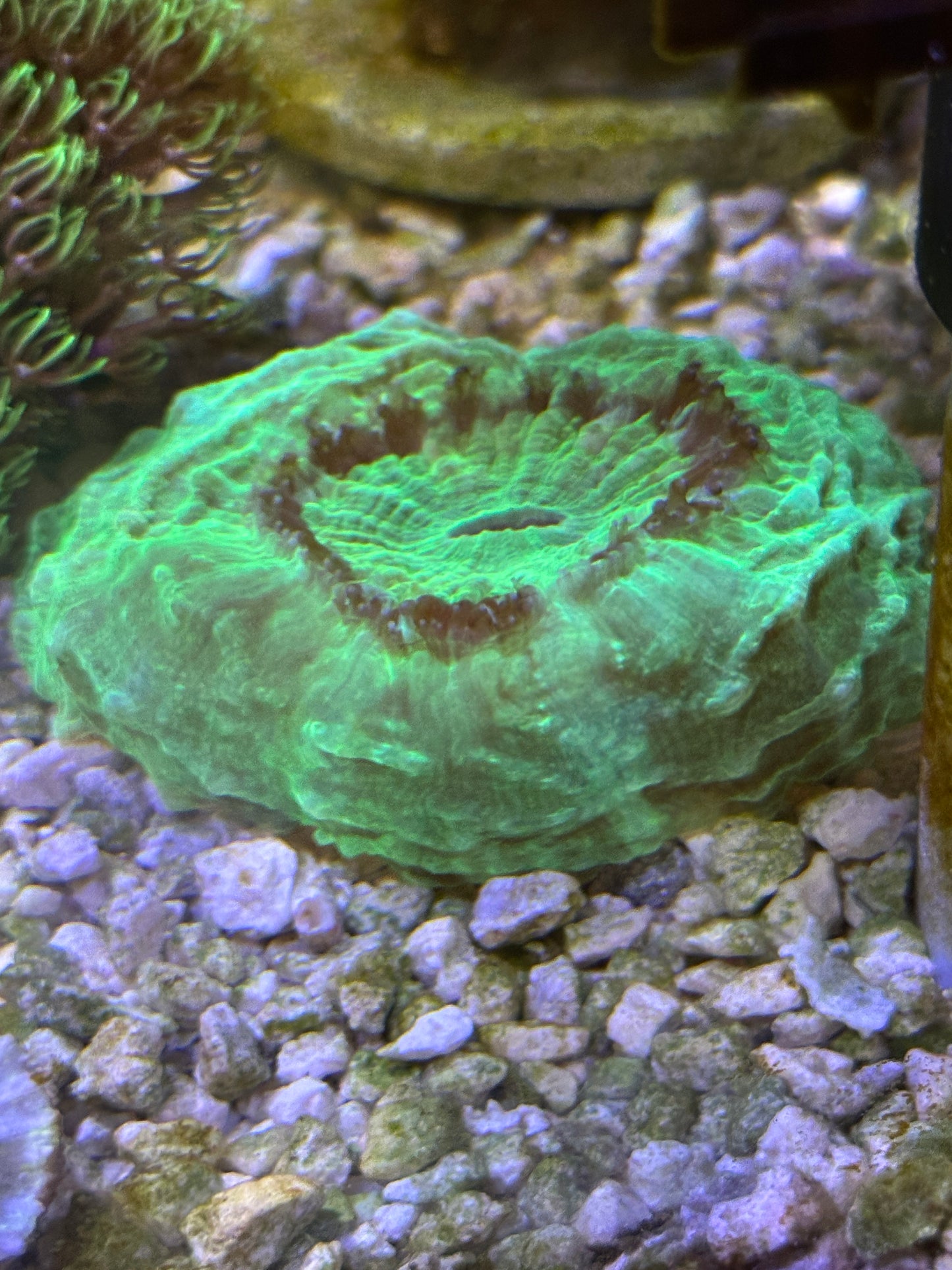 Huge 5" acanthophyllia - WYSIWYG