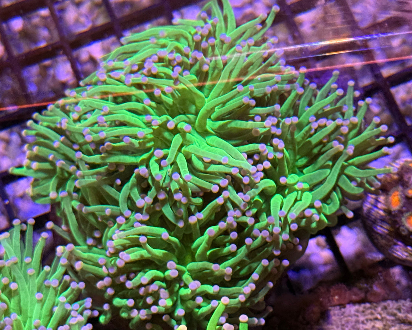Cotton Candy Torch Colony 7-8 heads WYSIWYG