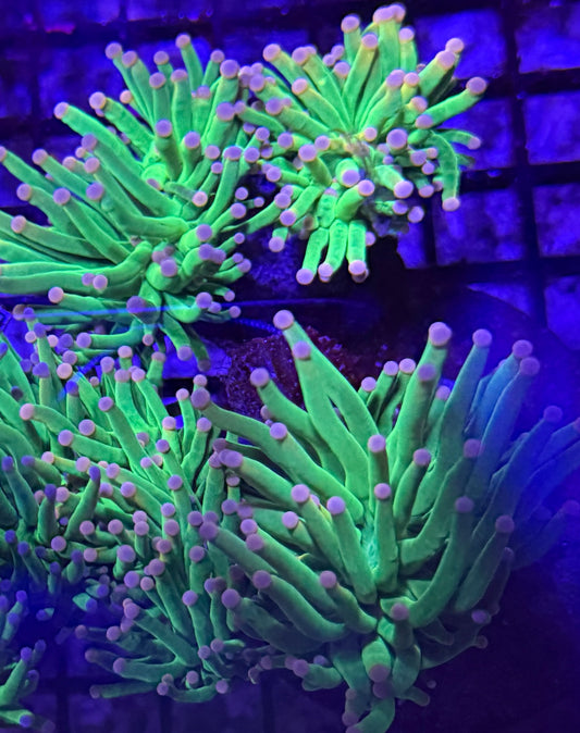 Cotton Candy Torch Colony 4 heads