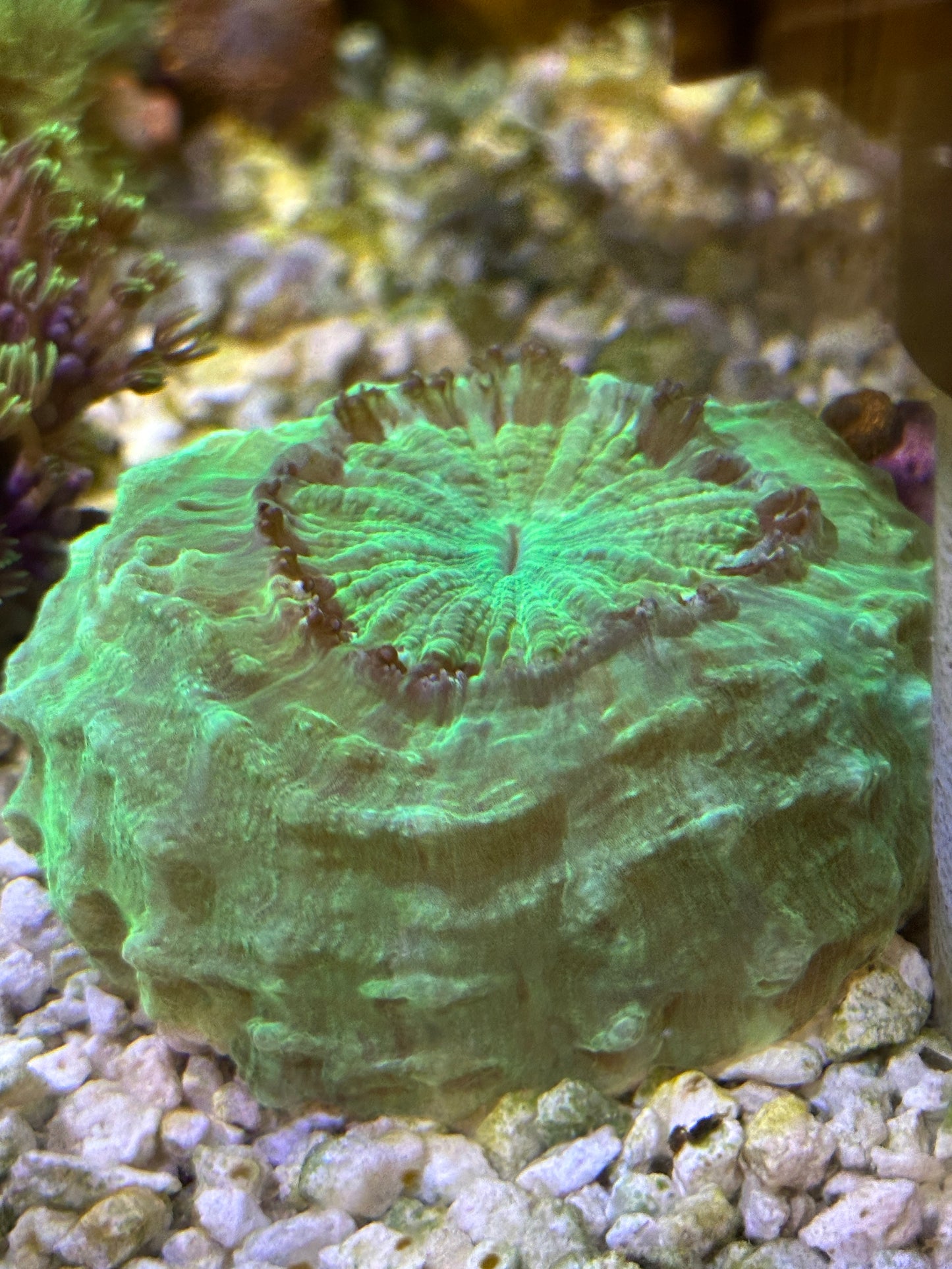 Huge 5" acanthophyllia - WYSIWYG