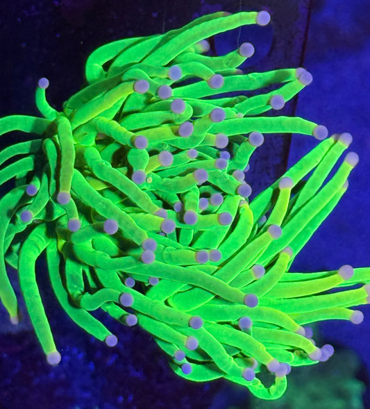 Holy Grail Variant Torch - Two Heads - Extremely Vibrant - WYSIWYG