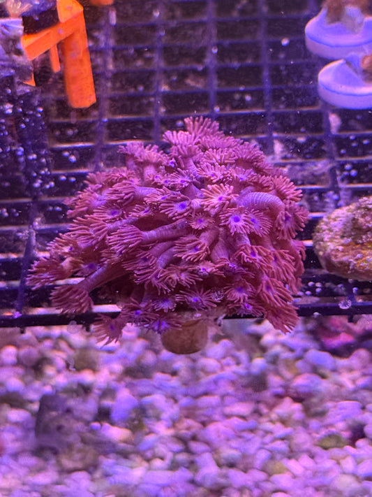 Purple with Blue Centers BRANCHING Goniopora Coral - WYSIWYG  XL Large