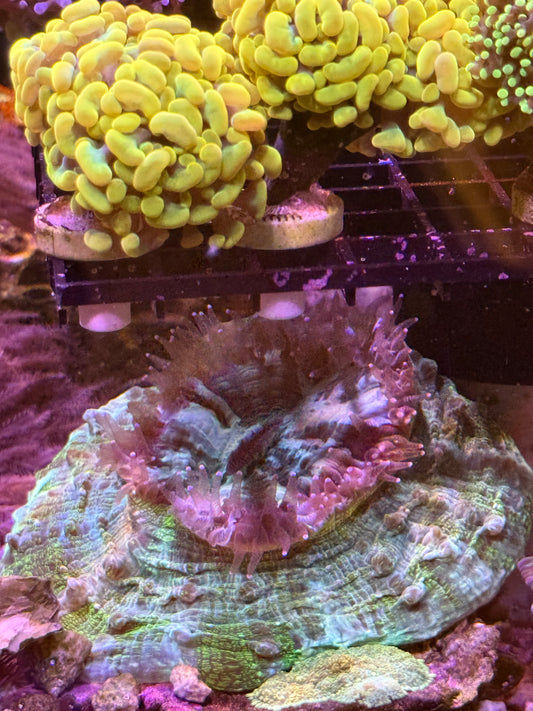 Huge acanthophyllia - WYSIWYG