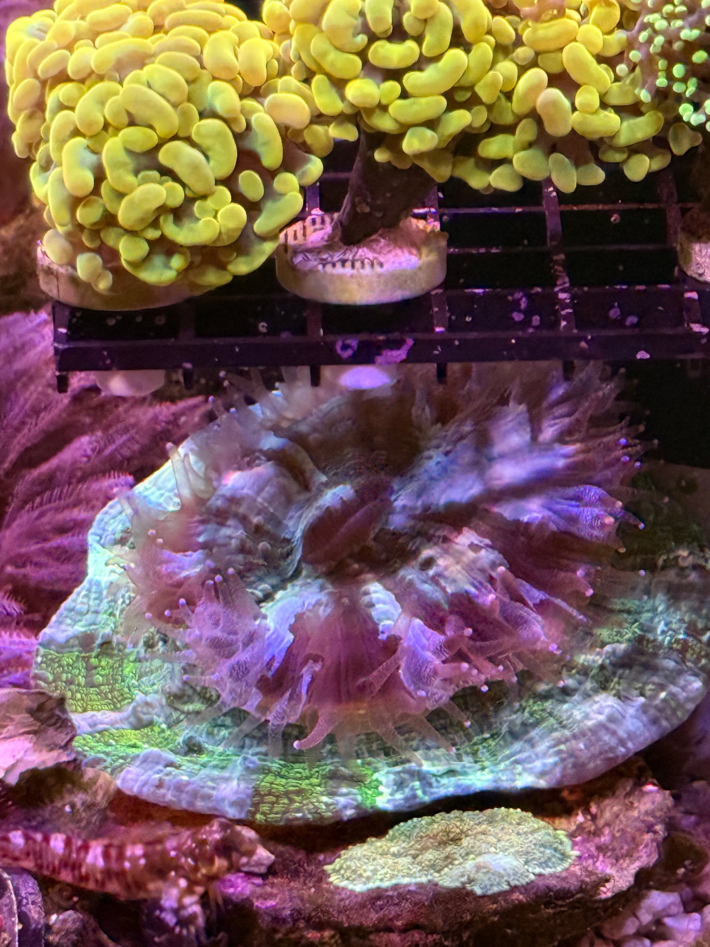 Huge acanthophyllia - WYSIWYG