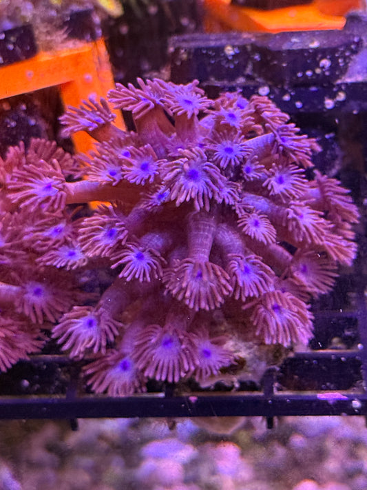 Purple with Blue Centers BRANCHING Goniopora Coral - WYSIWYG  Large