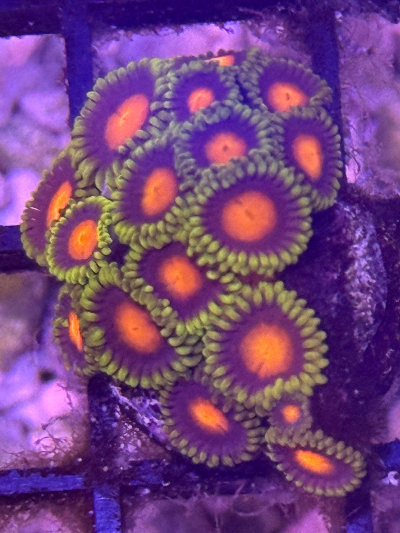 Dragon Eye Zoa frag - 2-3 polyps