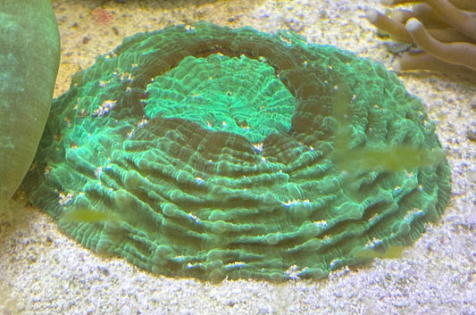 Huge 5" acanthophyllia - WYSIWYG