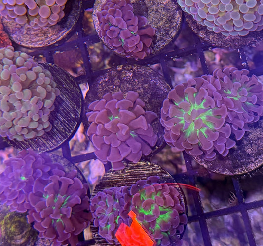 Indo Green Center with Purple Tips Branching Hammer Frag - per head