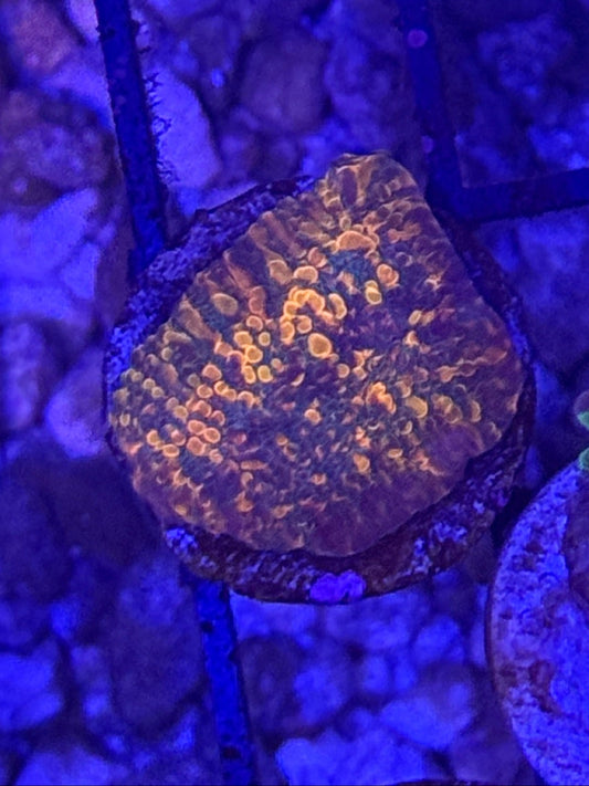 CC Cloudberries Chalice Frag - WYSIWYG