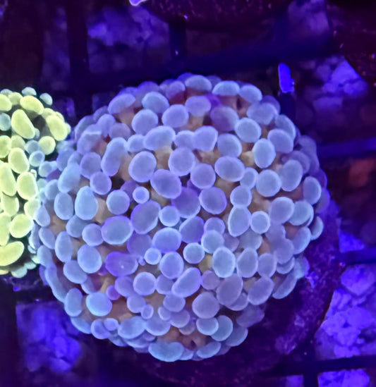 Indo Yellow Stem with Colored Tip Branching Hammer Frag - per head