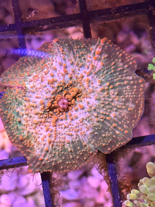 1.5" WYSIWYG Discosoma Mushroom