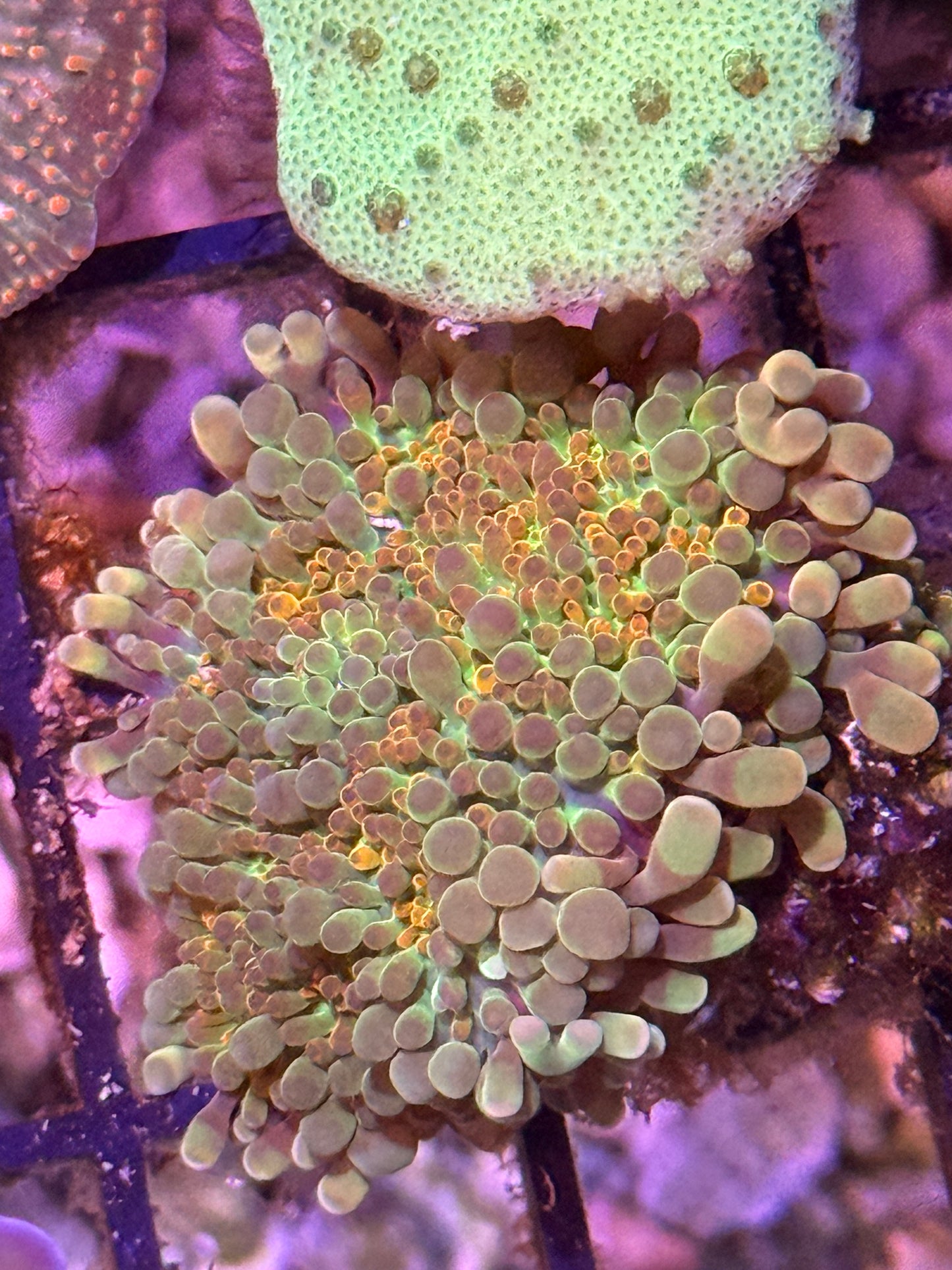 2" WYSIWYG Rainbow Yuma Mushroom
