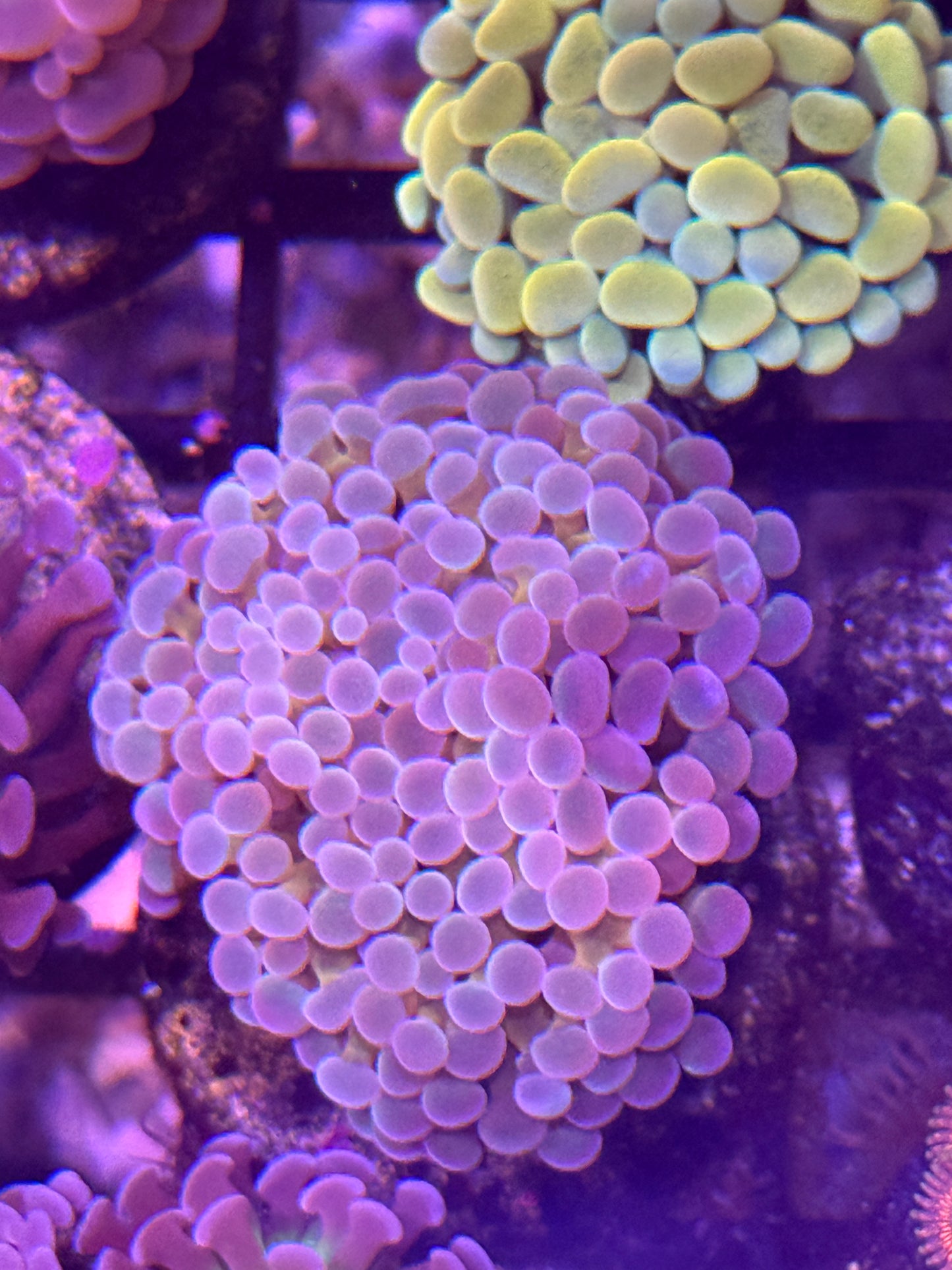 Indo Yellow Stem with Colored Tip Branching Hammer Frag - per head