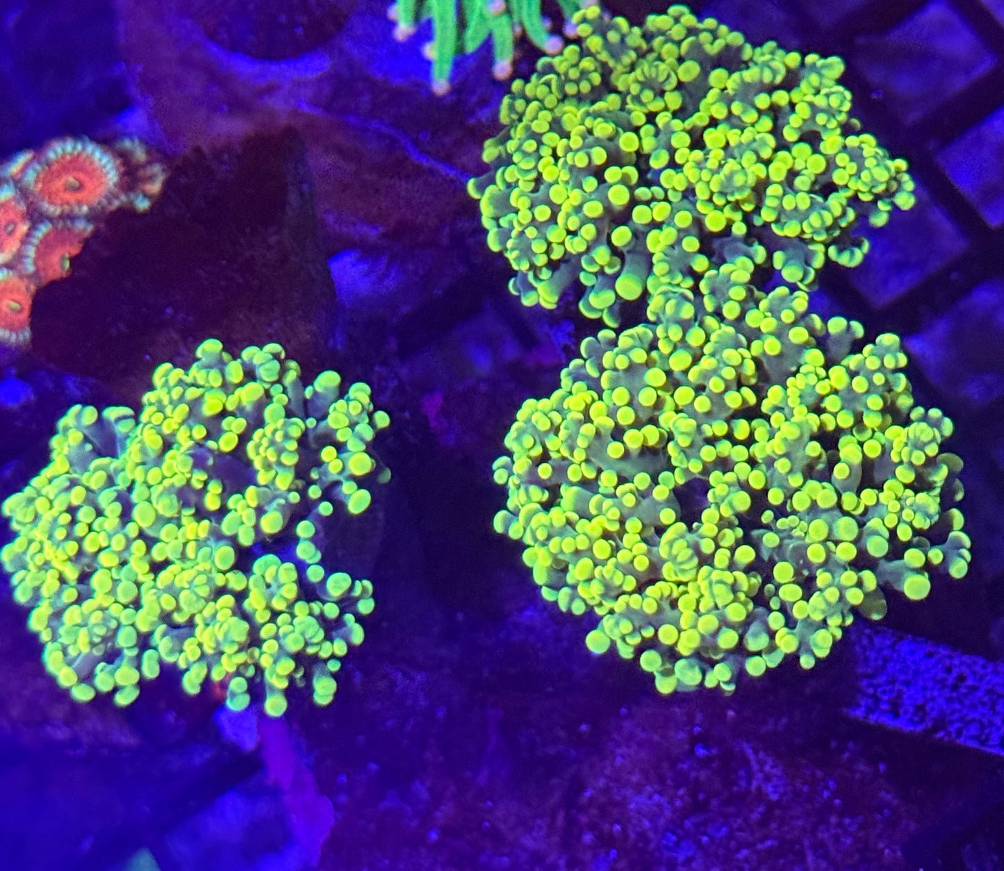 3 headed Bright Yellow Frogspawn / Octospawn Colony - WYSIWYG