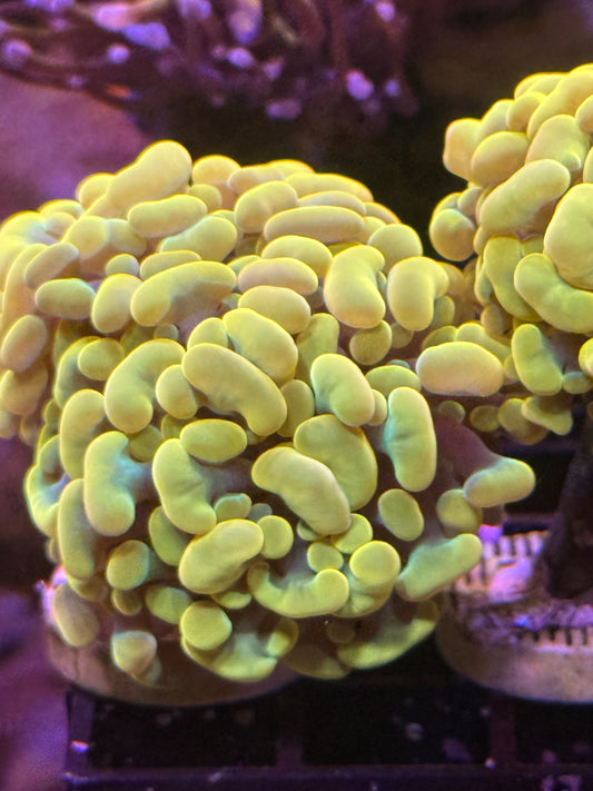 Golden Rainbow Hammer 2 heads - WYSIWYG