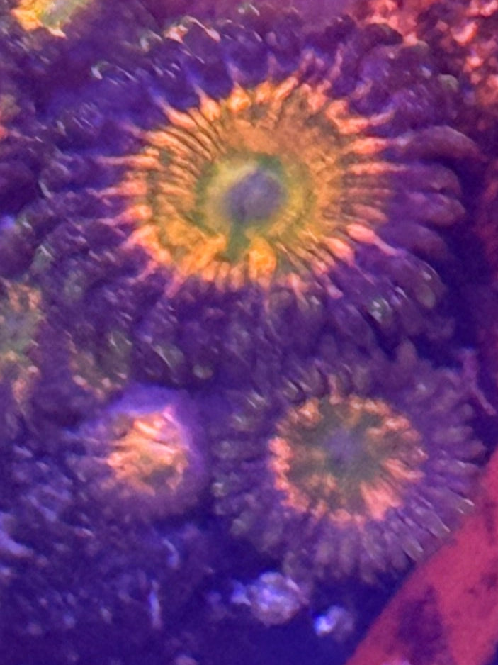 Rainbow Infusion Zoa frag - 2-3 polyps