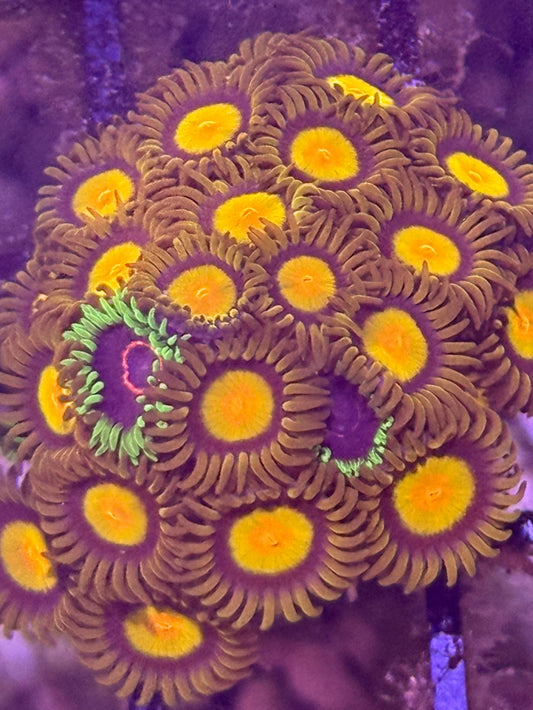 Sunflower Zoa - 2-3 polyps