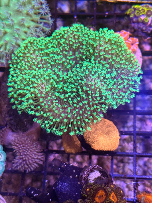 WYSIWYG Large Crown Colony Neon Toadstool with 3 Jawbreaker mushrooms attached